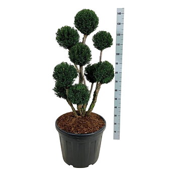 Taxus media 'Hicksii' 80-100 cm ponpon c55