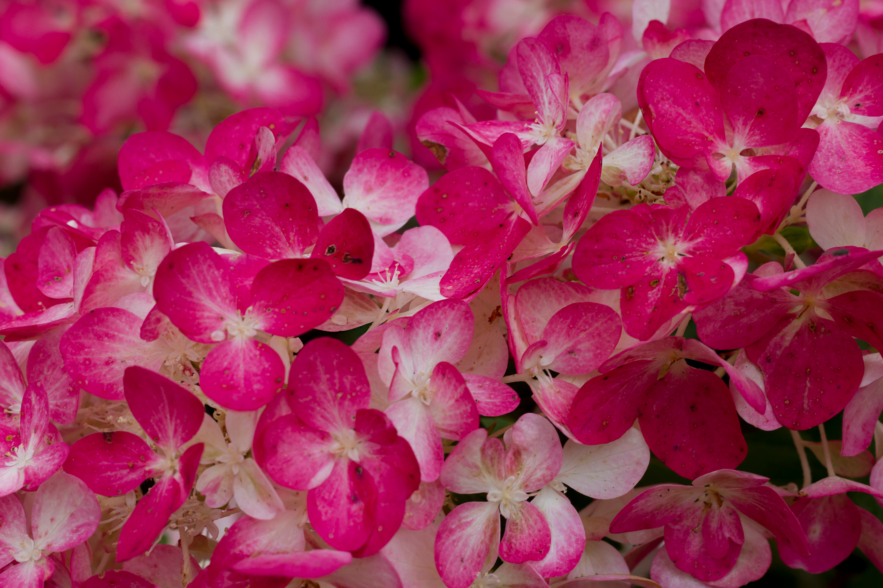 Hortensia Diamond Rouge 25-30 cm 