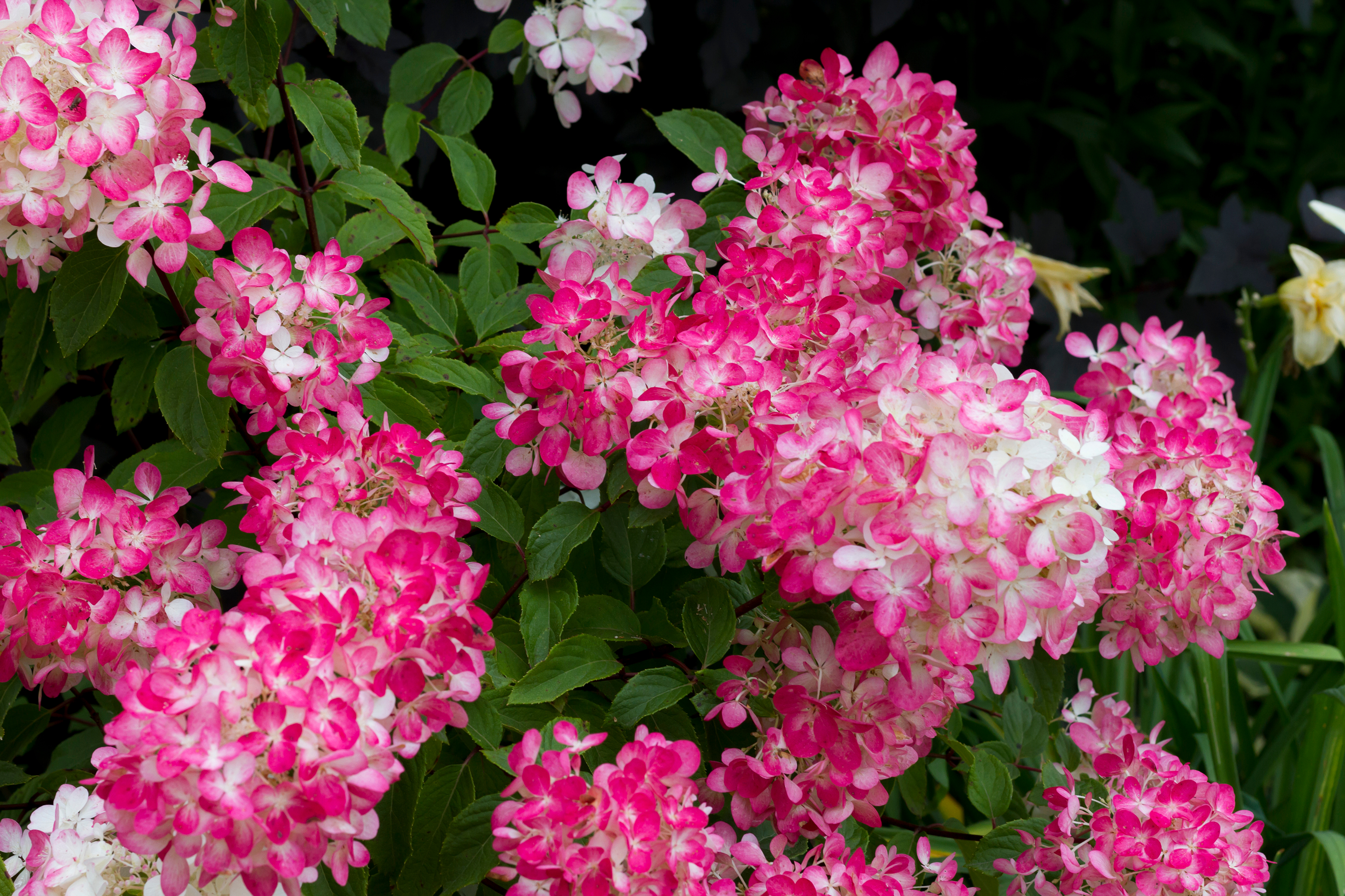 Hortensia Diamond Rouge 25-30 cm 
