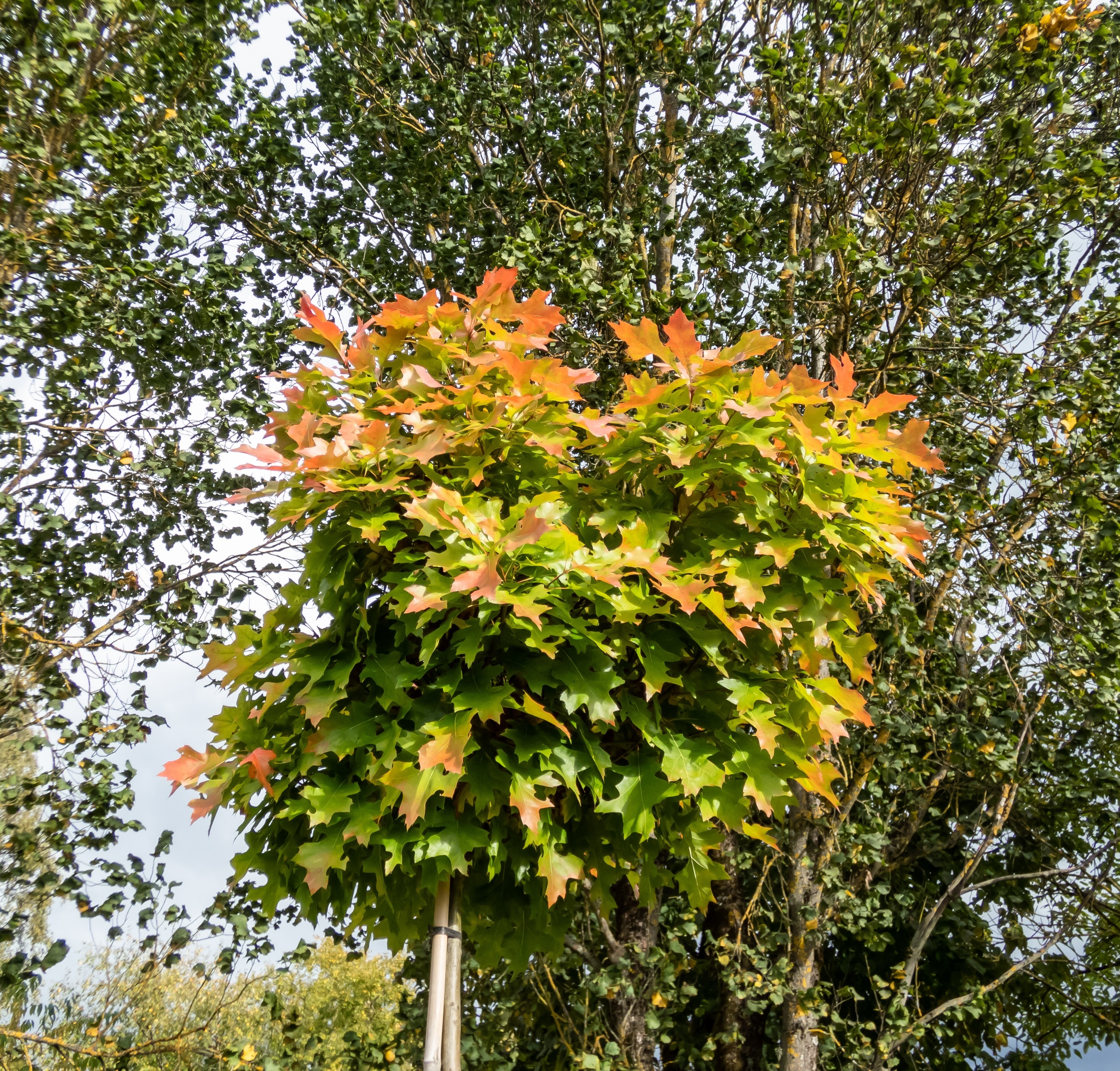 Kärrek Green Dwarf 120 cm 