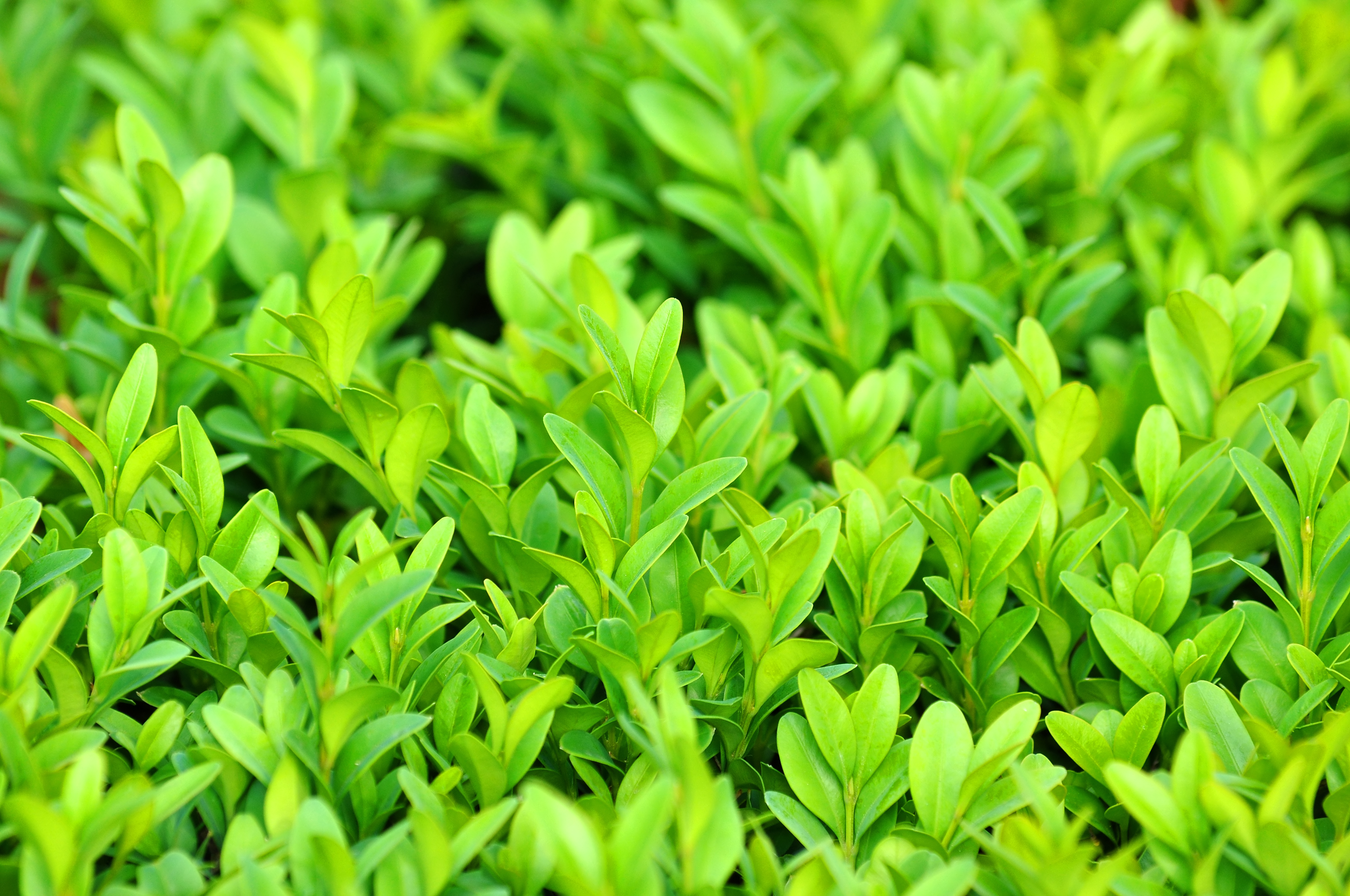 Buxbom Buxus sempervirens 40 cm+ Boll