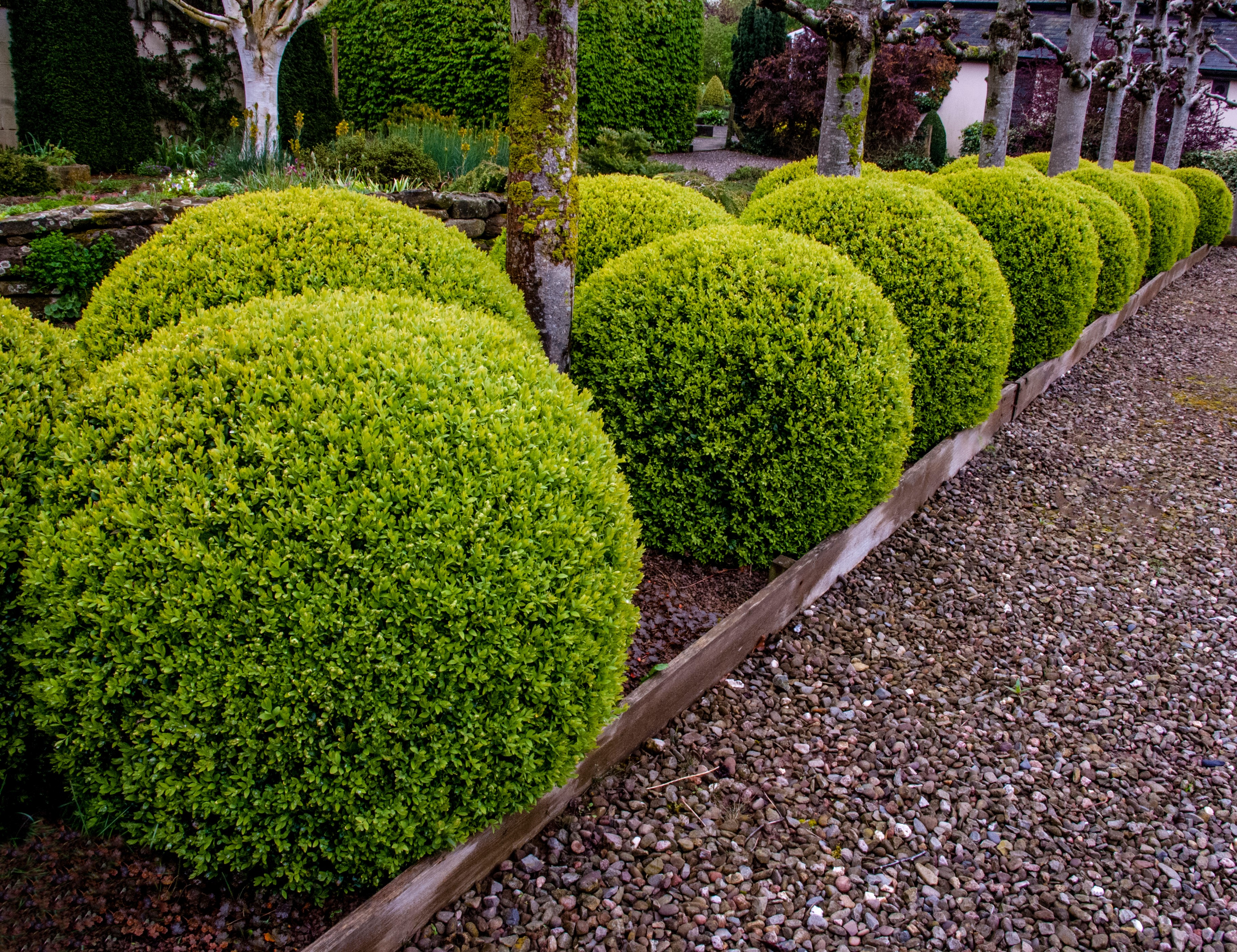 Buxbom Buxus sempervirens 40 cm+ Boll