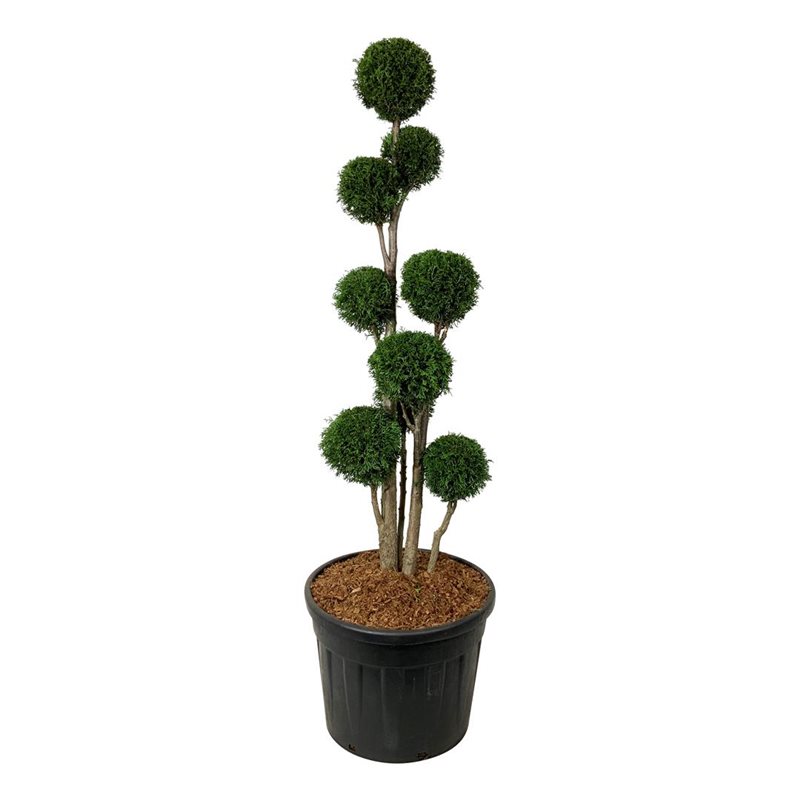 Thuja smaragd 125-150 cm ponpon