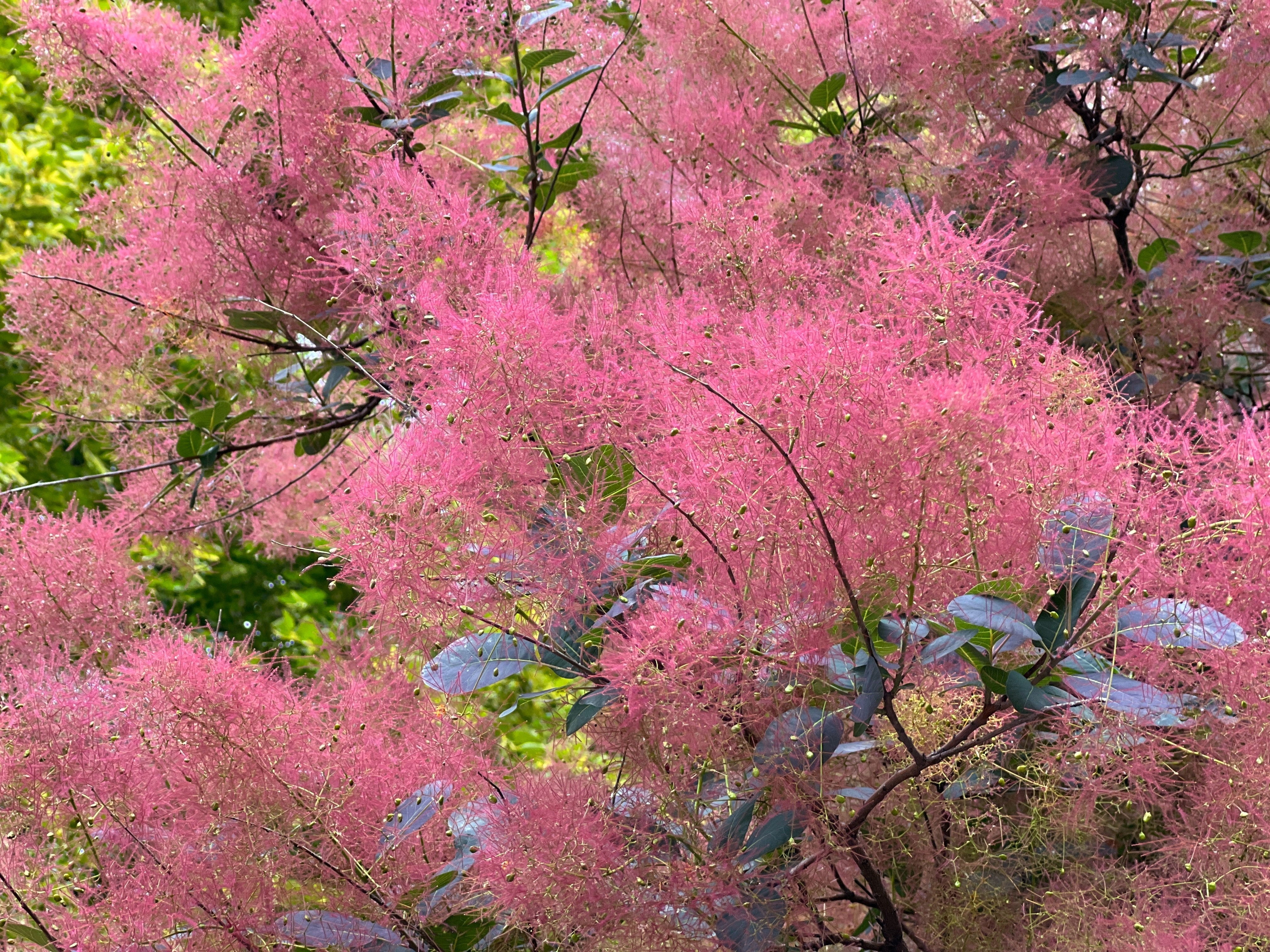 Perukbuske 'Royal Purple' 30-40 cm