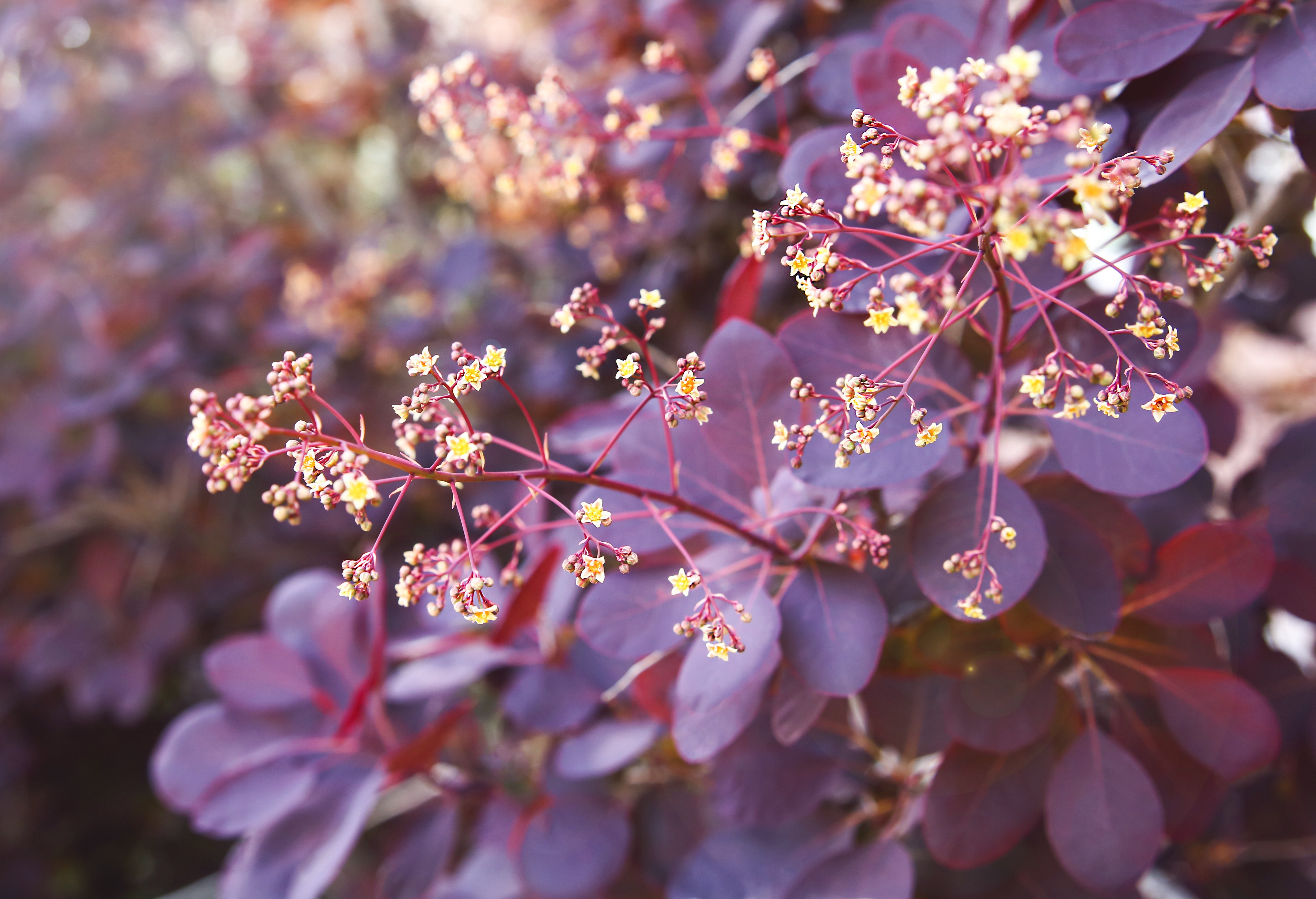 Perukbuske 'Royal Purple' 30-40 cm