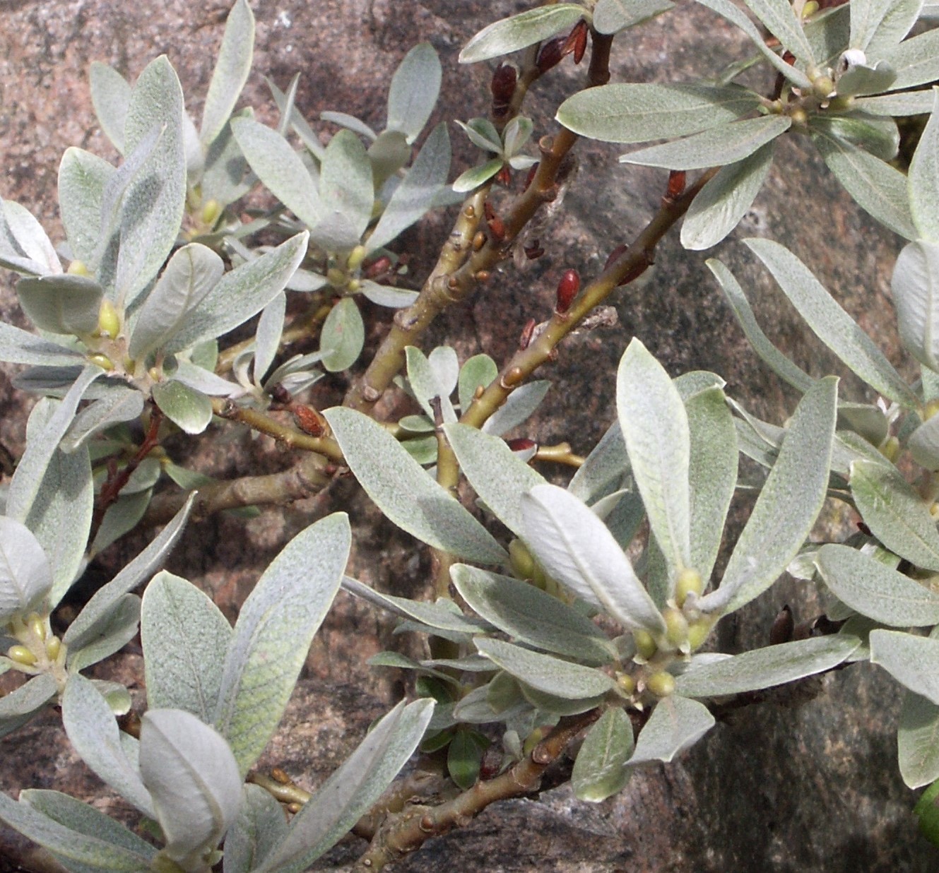 Salix helvetica 60 cm stam 