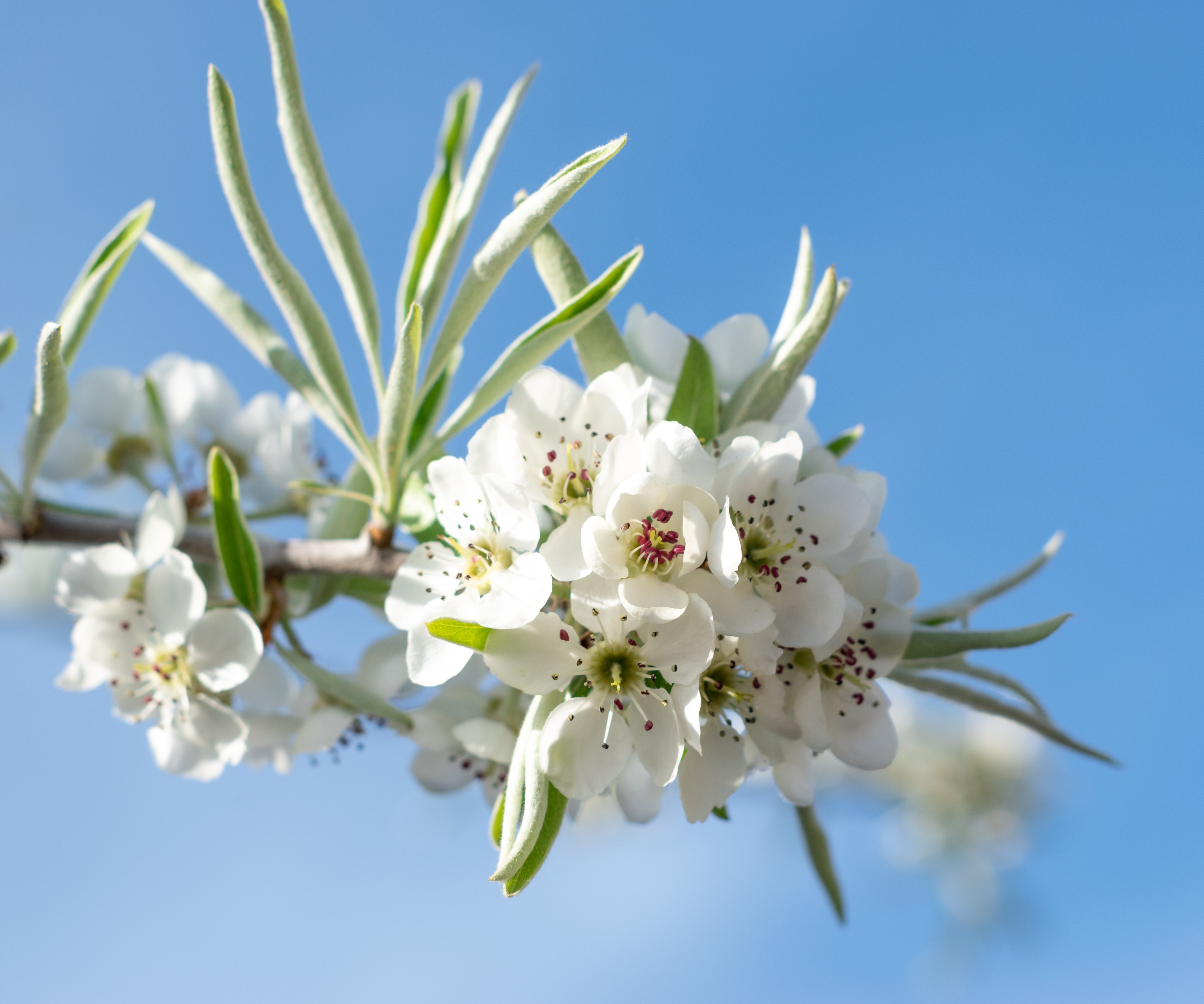 Silverpäron Pyrus salicifolia Pendula 200 cm 