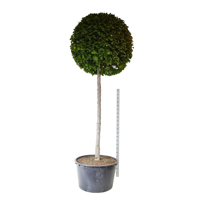 Avenbok 200 cm
