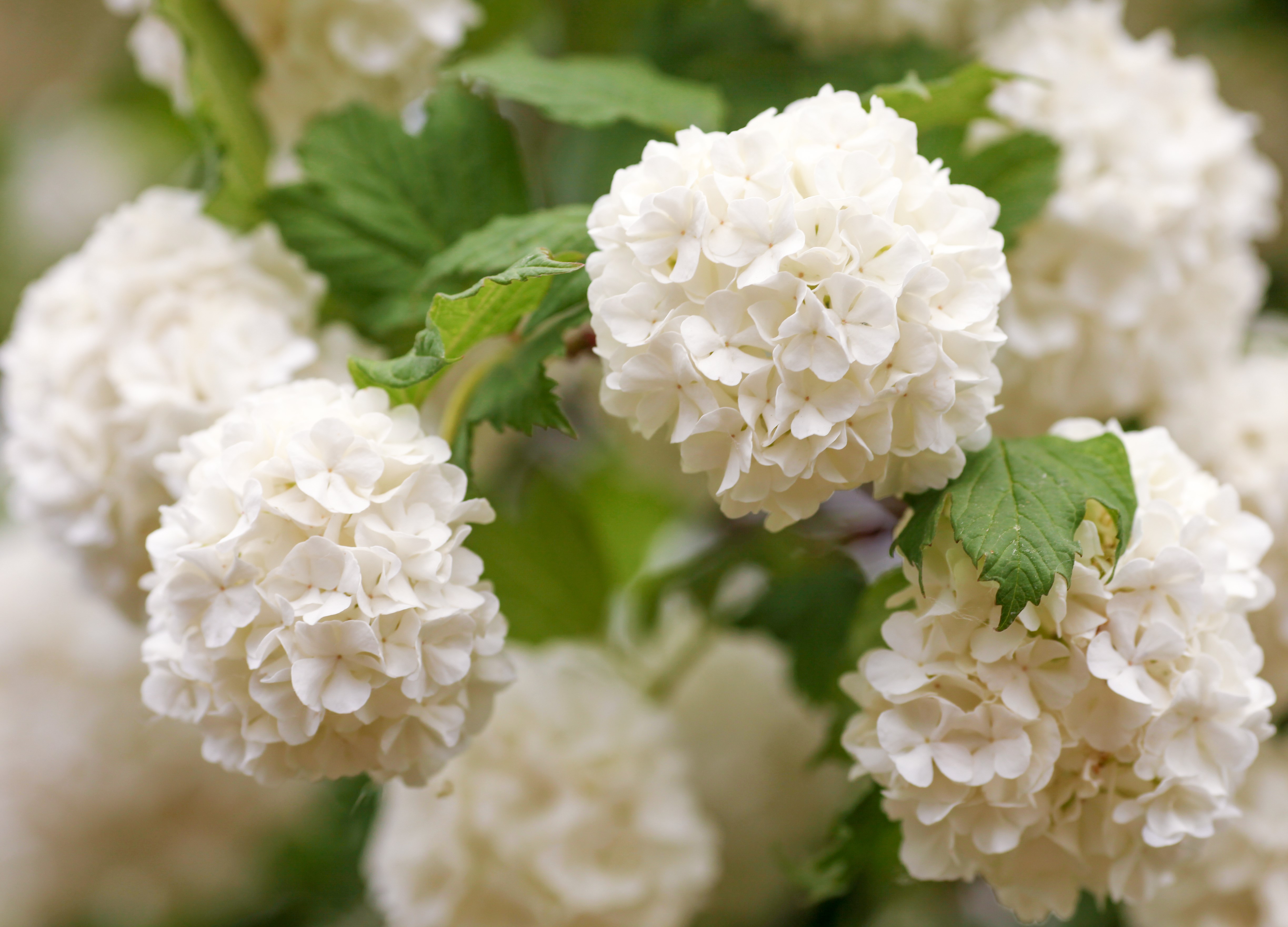 Snöbollsbuske 'Roseum' 60-80 cm  