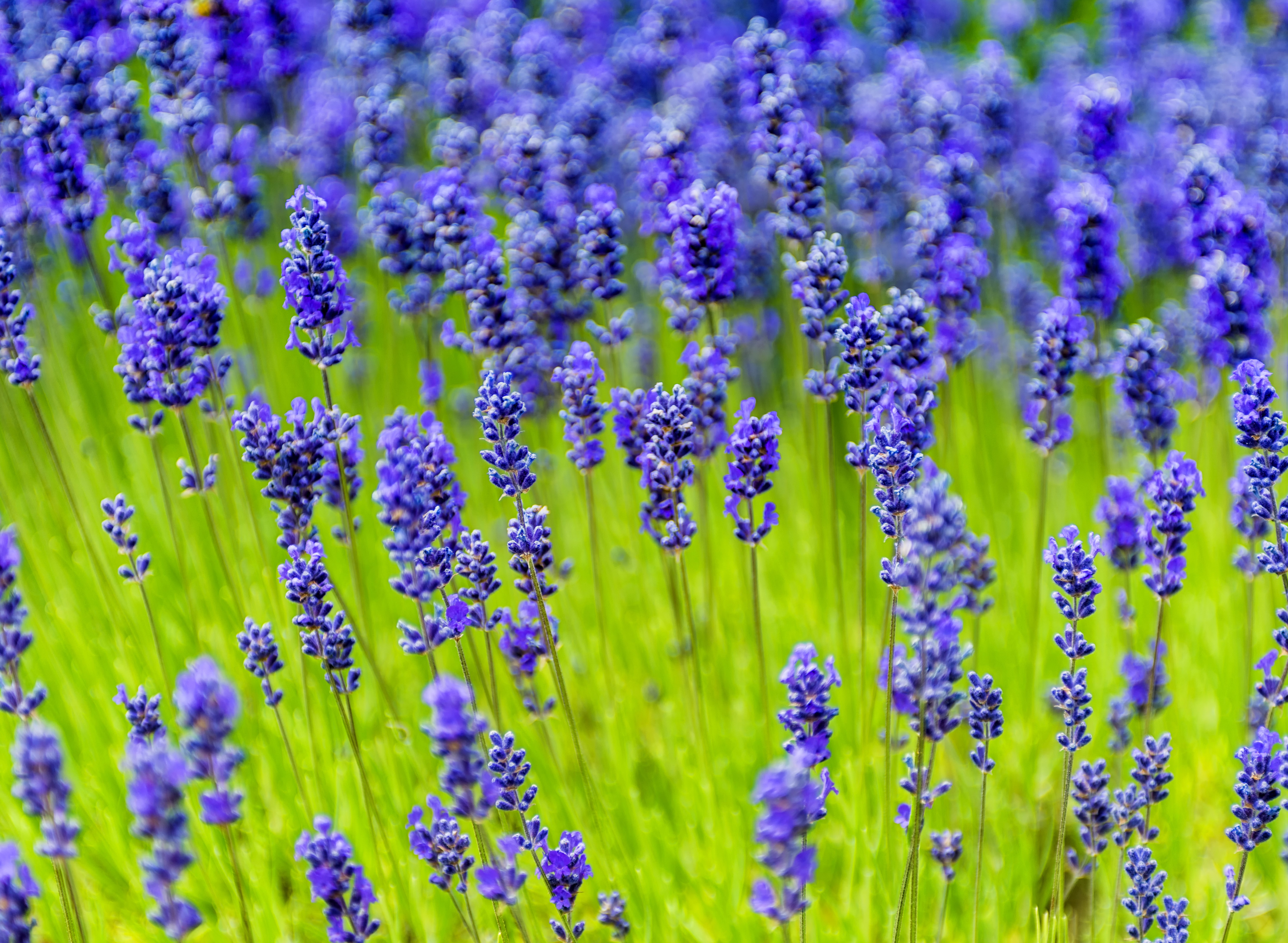 Lavendel Munstead' P9