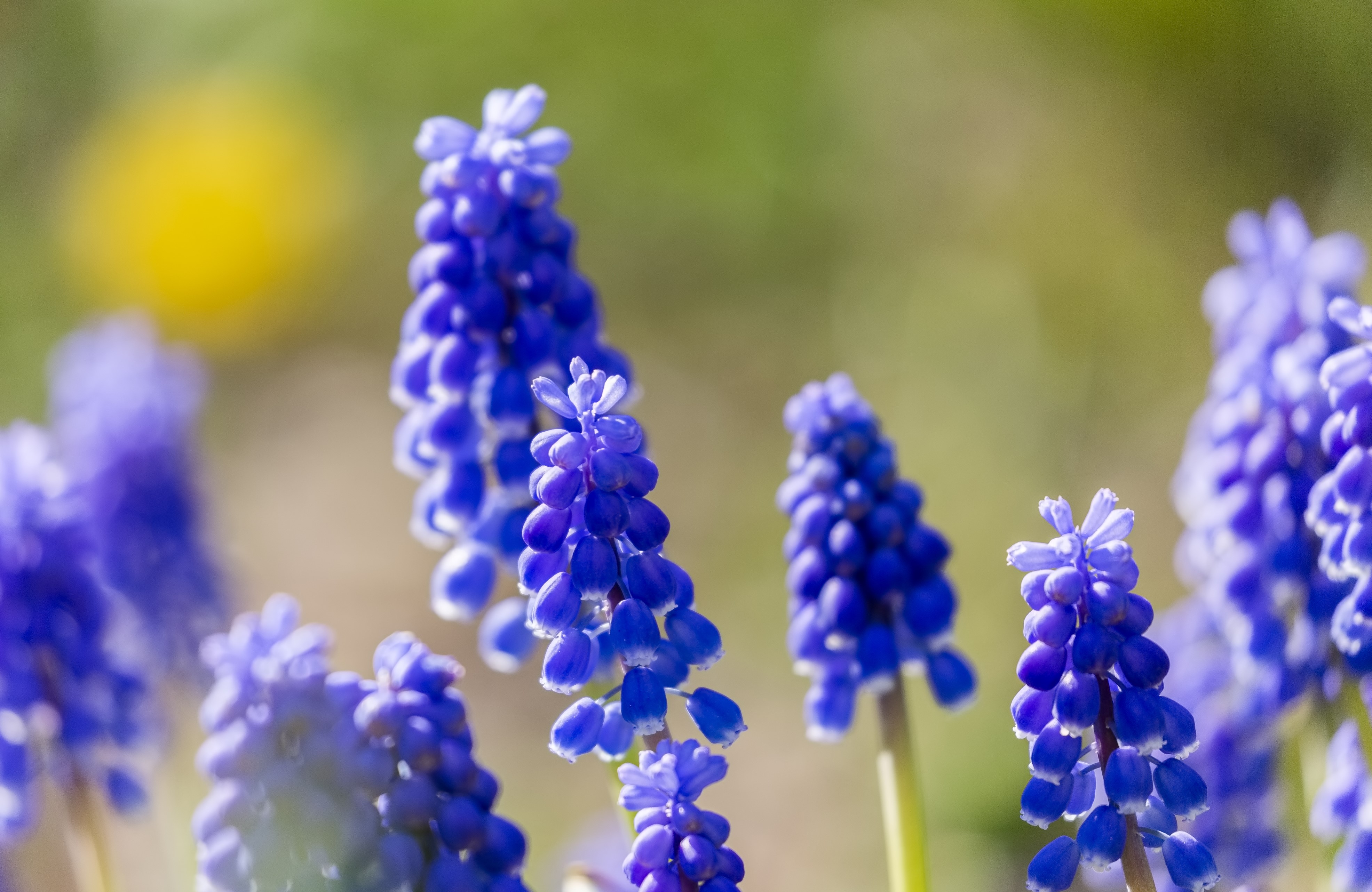 Lavendel Munstead' P9