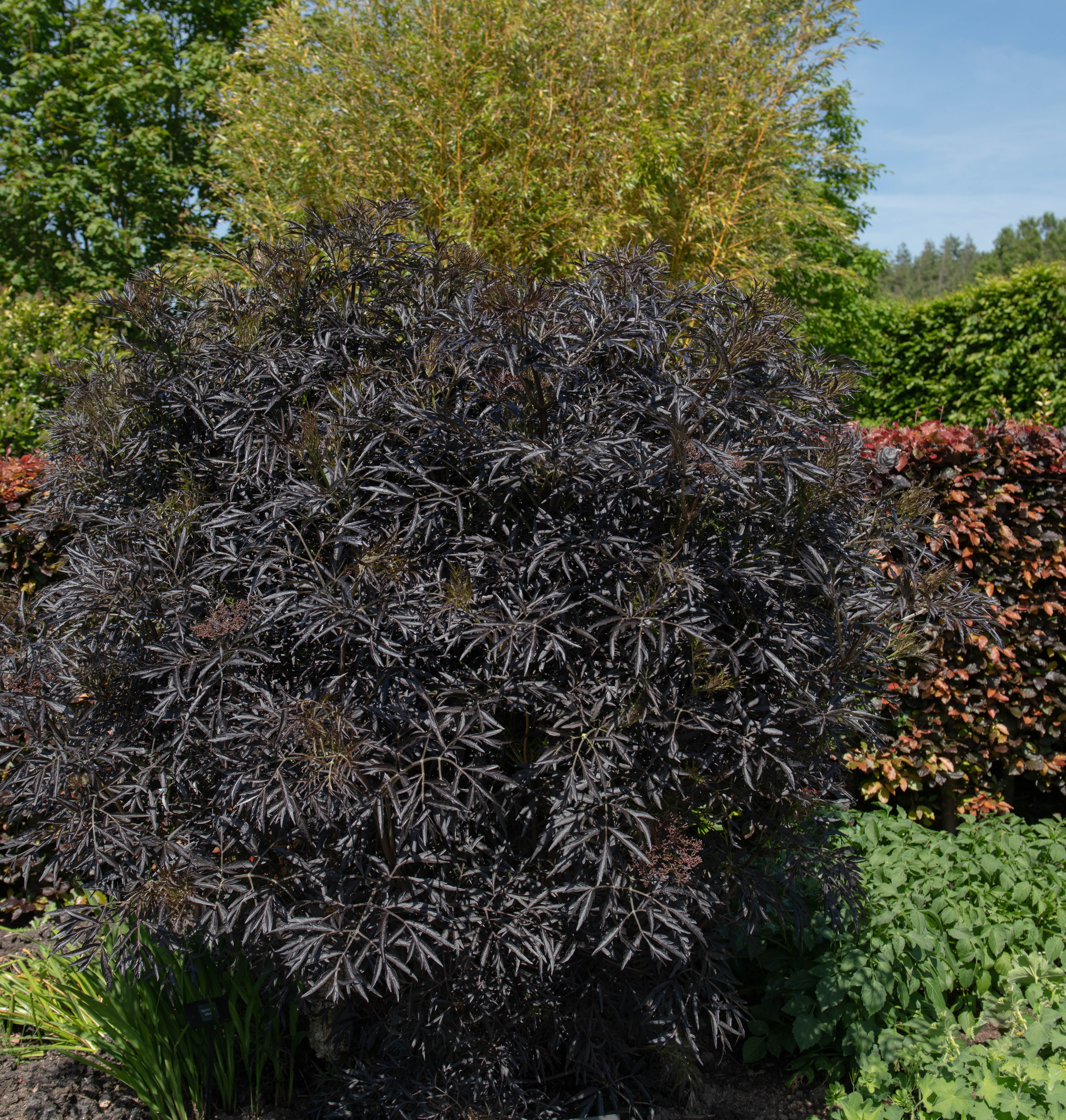 Blodfläder Black Tower 20-25 cm 