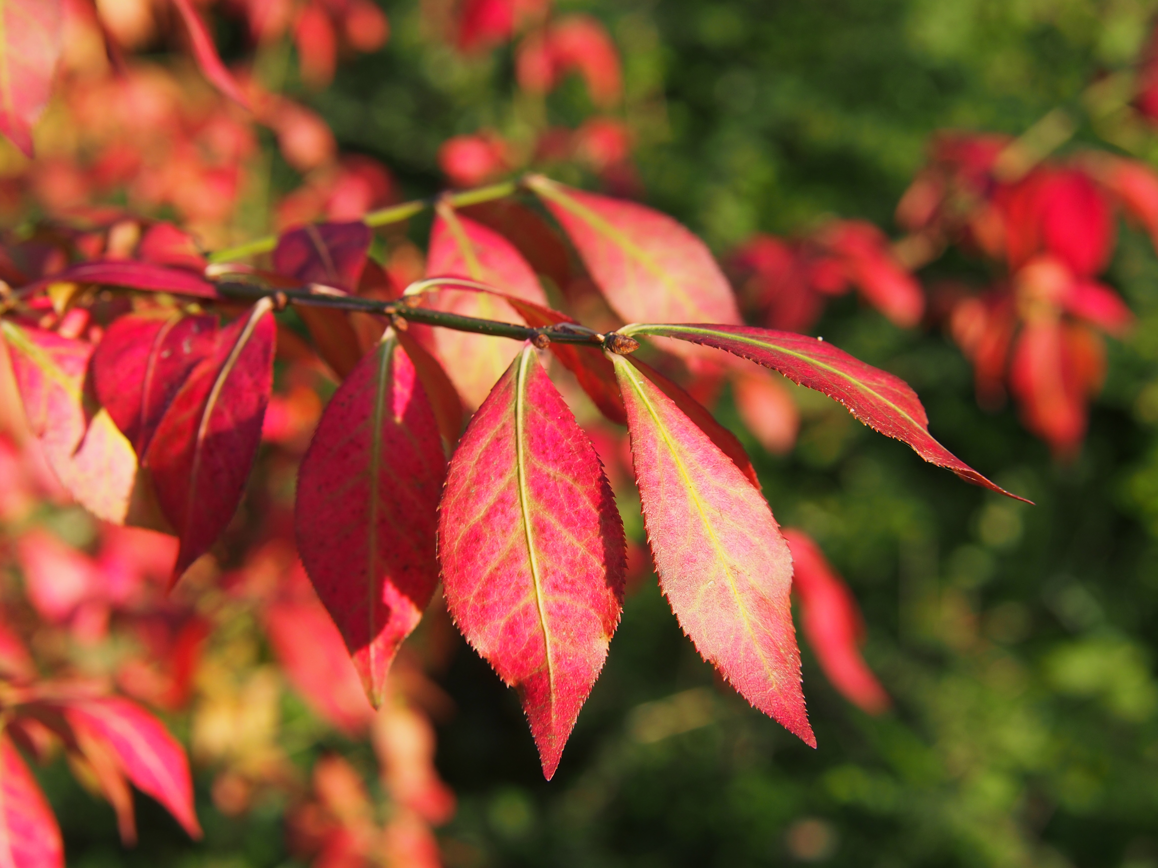 Vingbenved "Euonymus alatus 40-60 cm