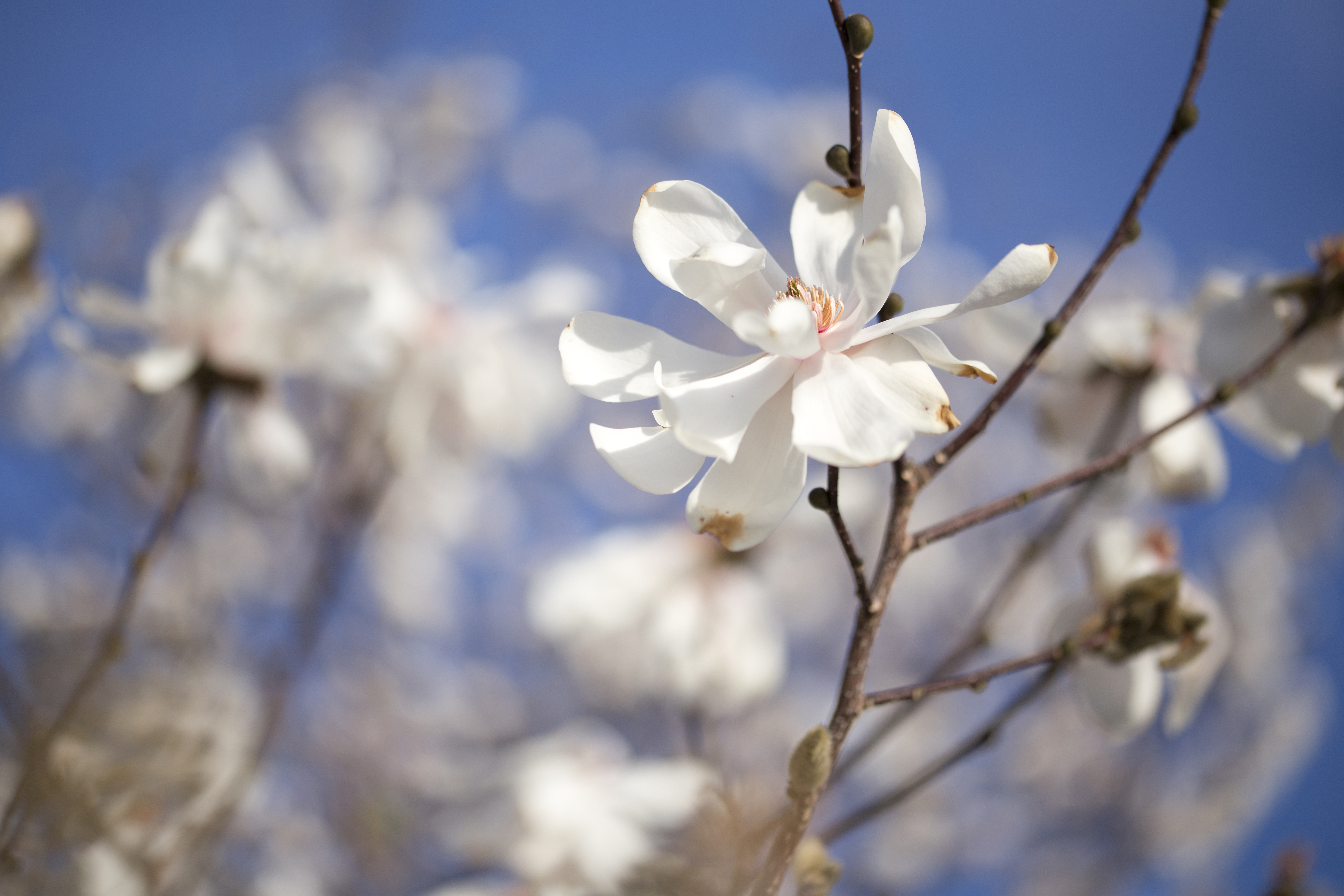 Magnolia loebneri 'Merrill'.  150-200cm.