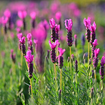 Lavendel 'Loddon Pink' P9