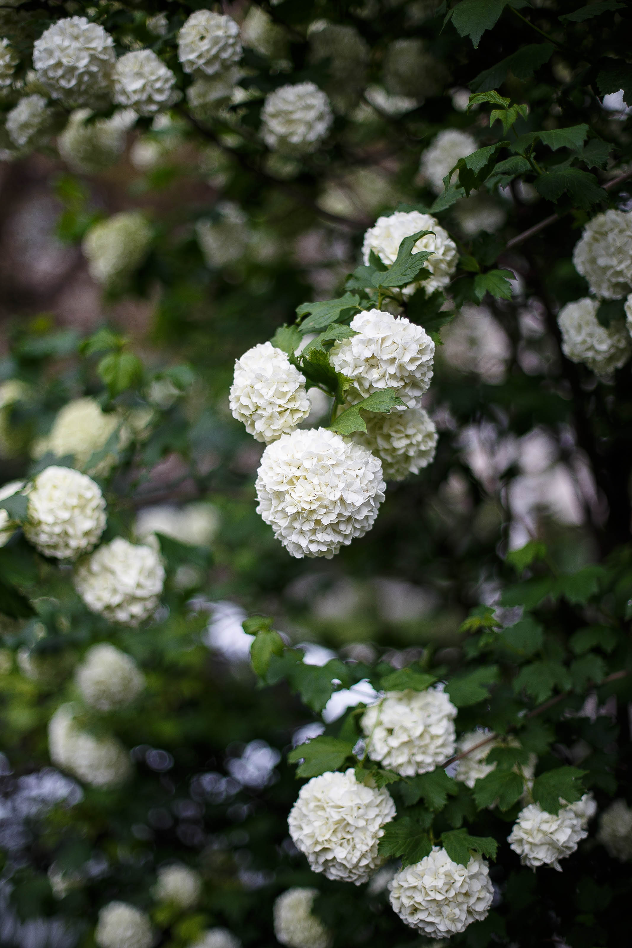Snöbollsbuske 'Roseum' 100-125 cm
