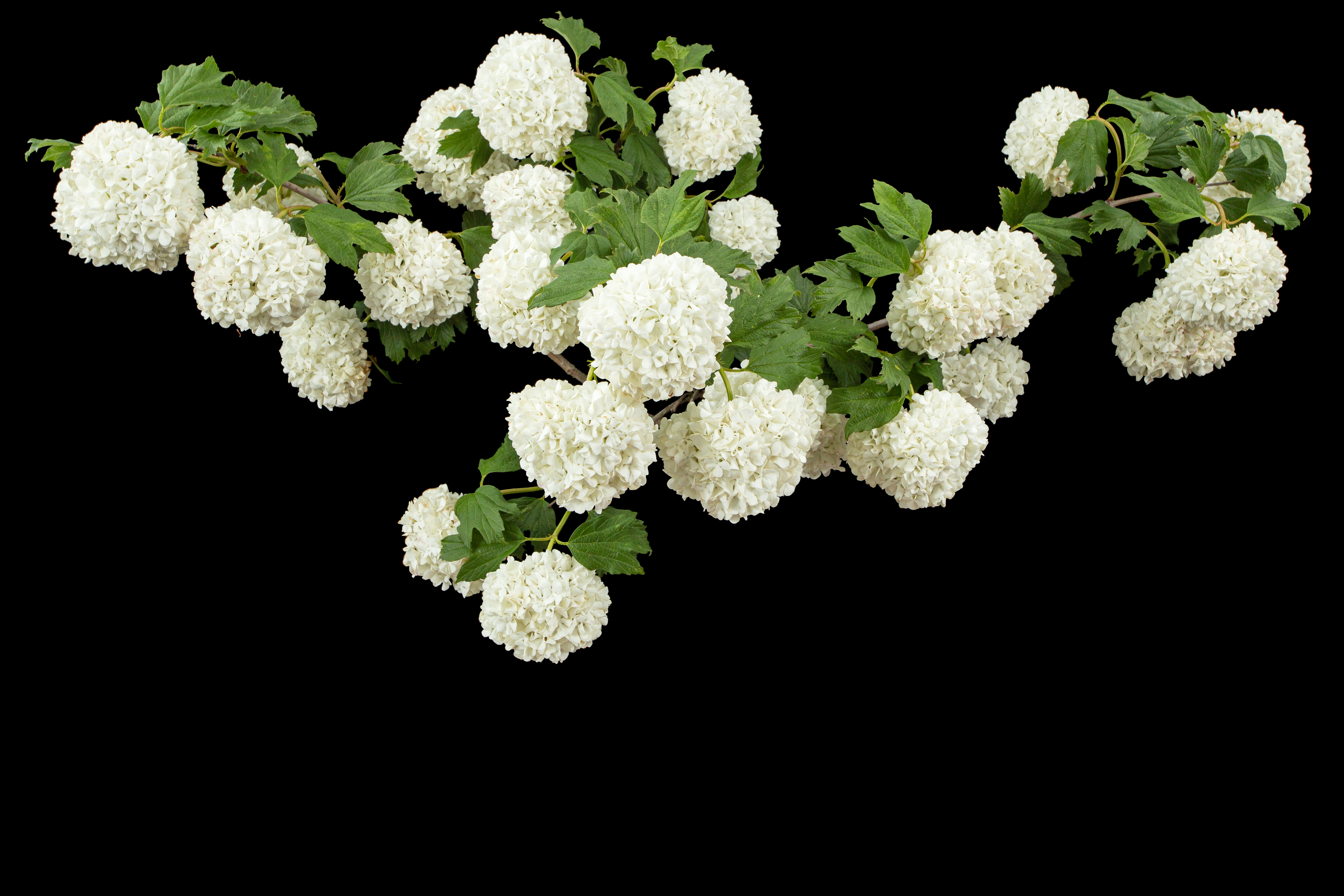 Snöbollsbuske 'Roseum' 100-125 cm