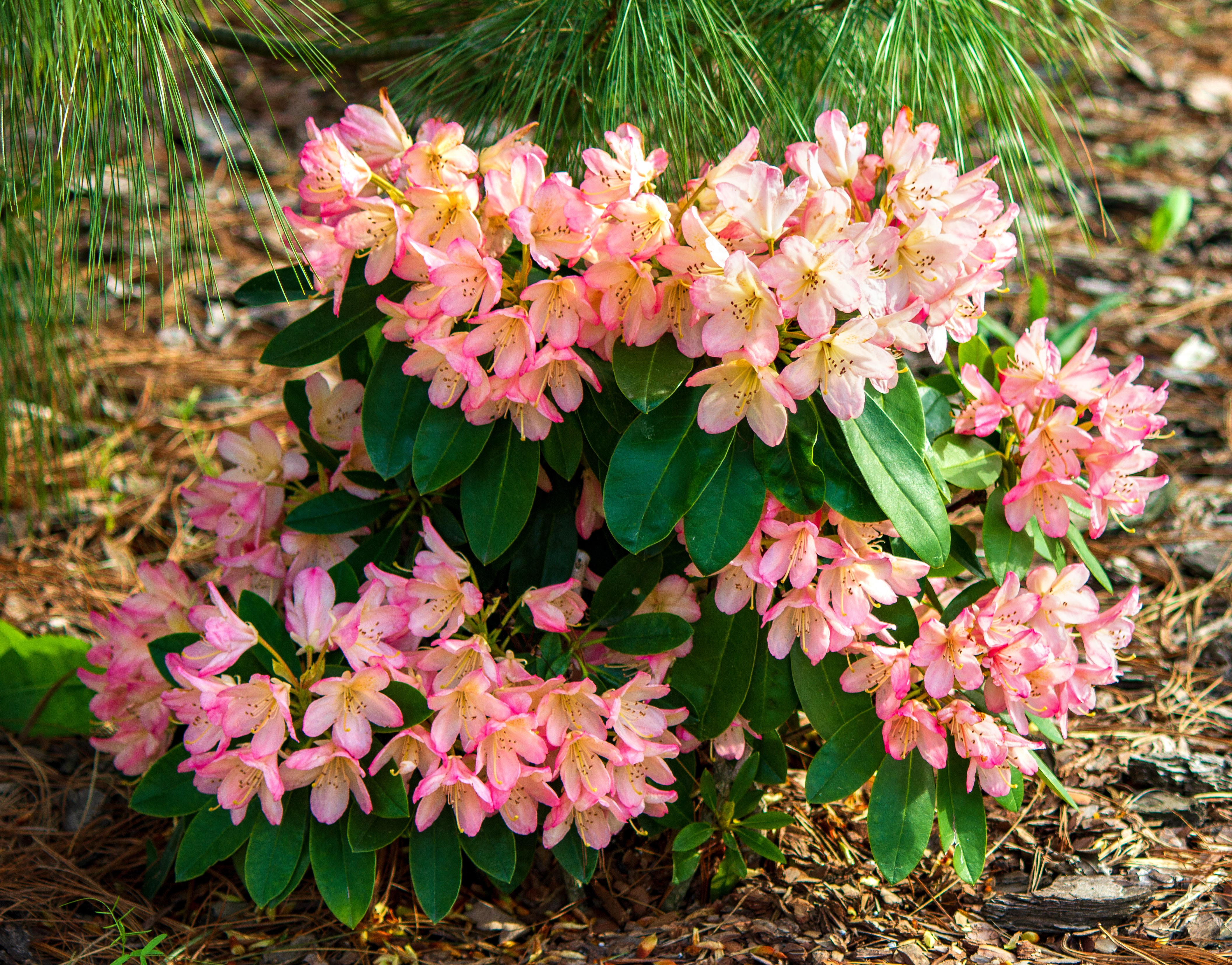 Rhododendron Percy Wiseman 30-40 cm 