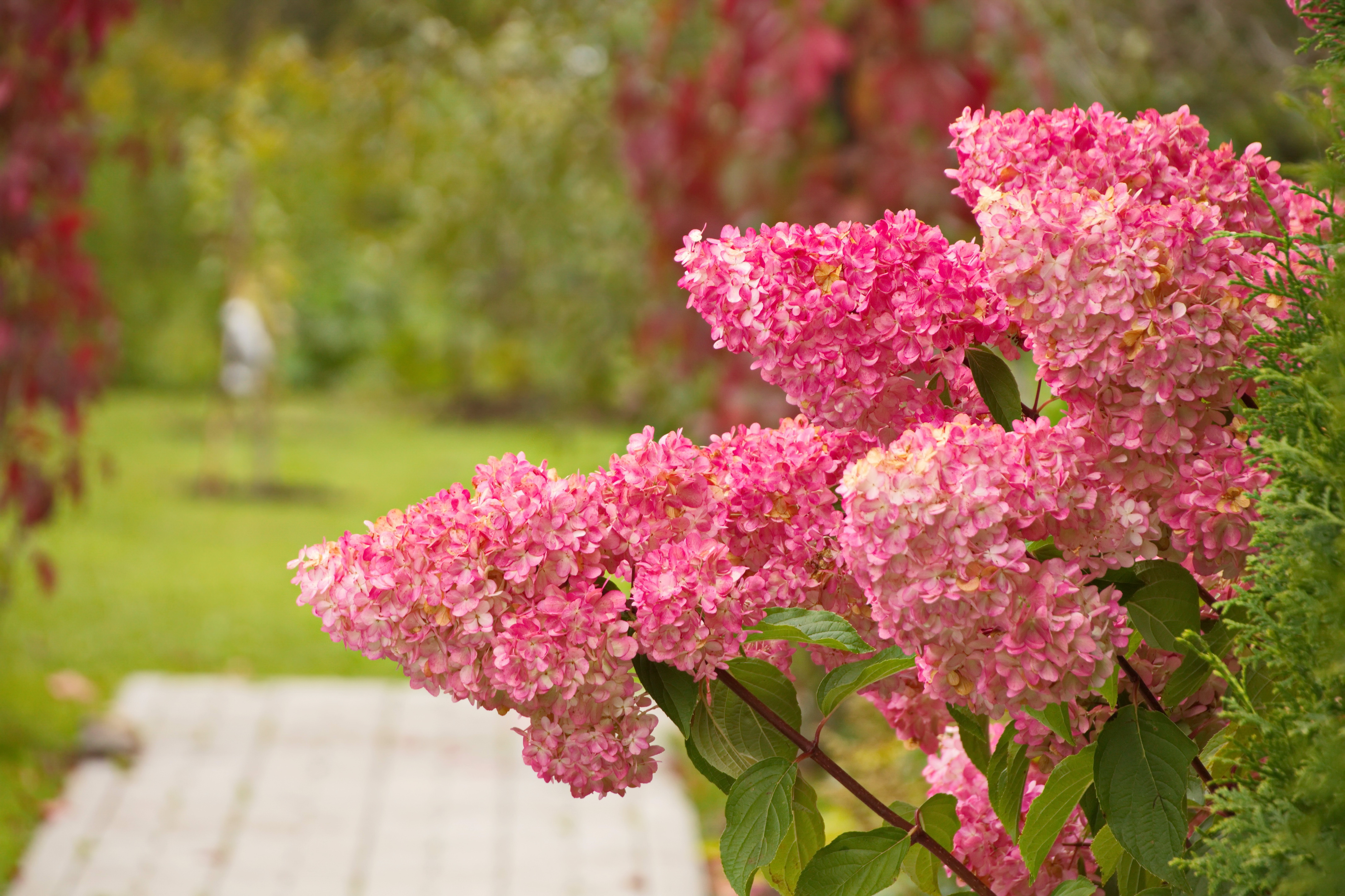 Hortensia vanille-Fraise 30-40 cm