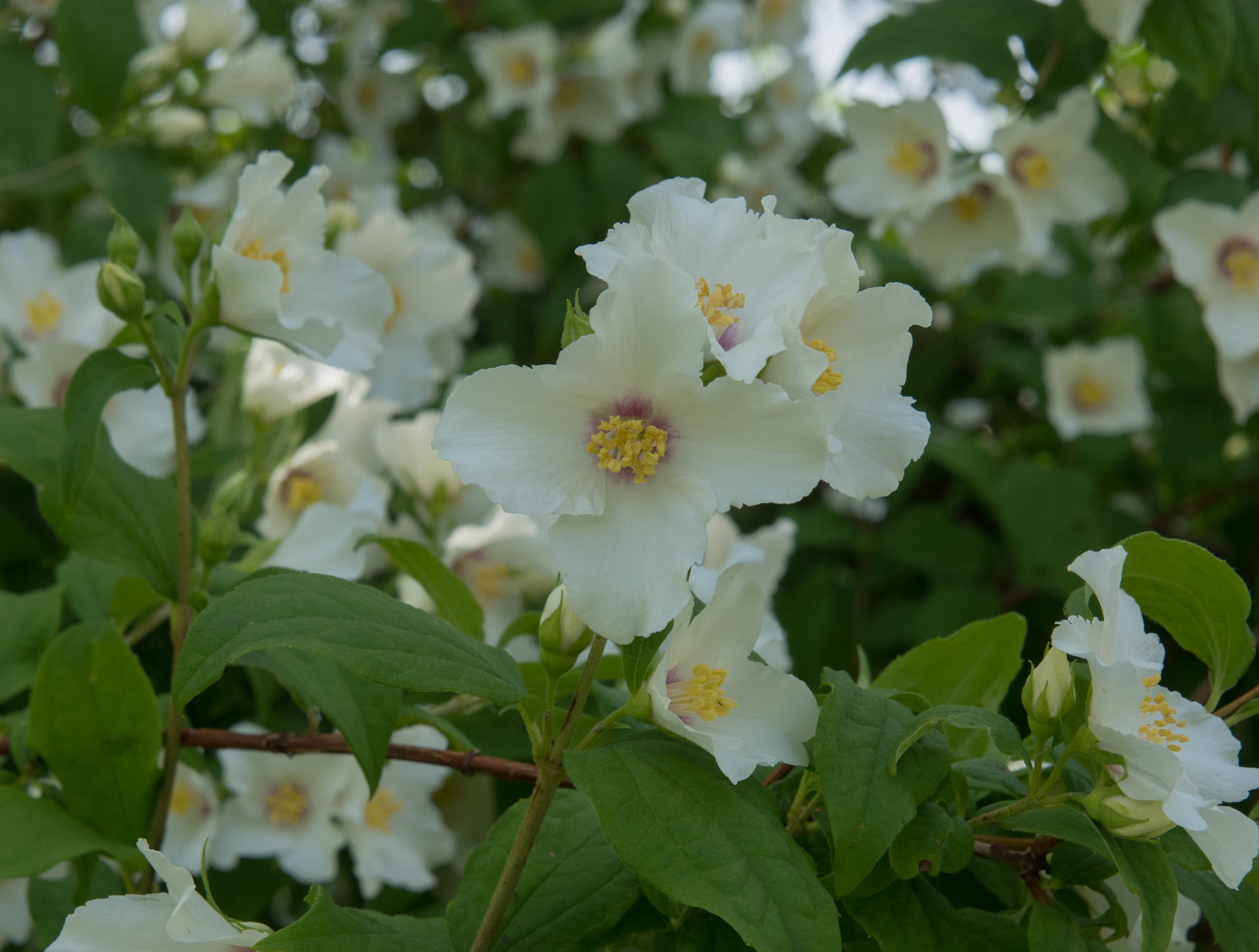 Schersmin "Philadelphus 'Belle Etoile' 40-50. C3