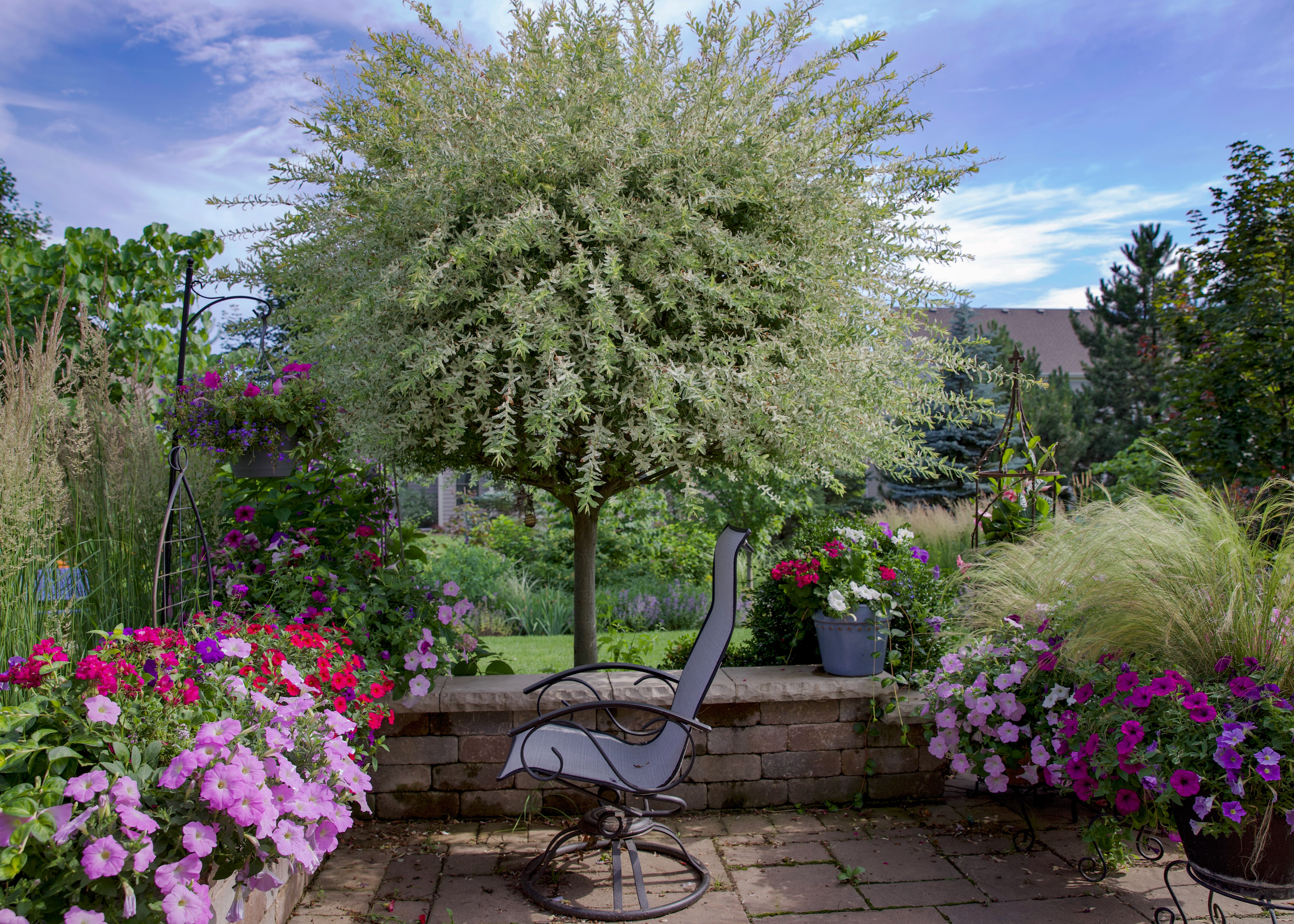 Eukalyptusvide Salix integra 'Hakuro-nishiki'  150 cm 