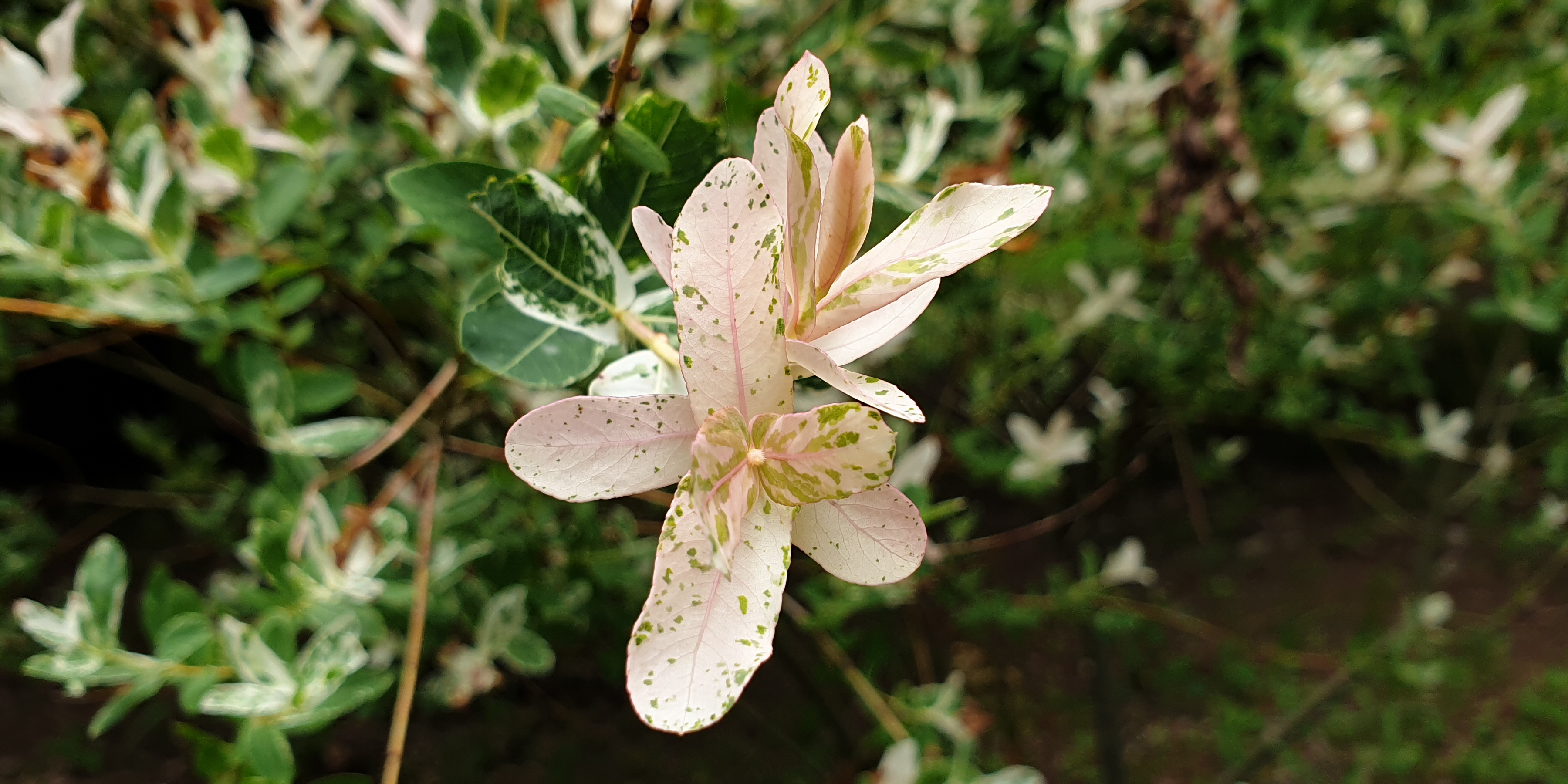 Eukalyptusvide Salix integra 'Hakuro-nishiki'  150 cm  - 3