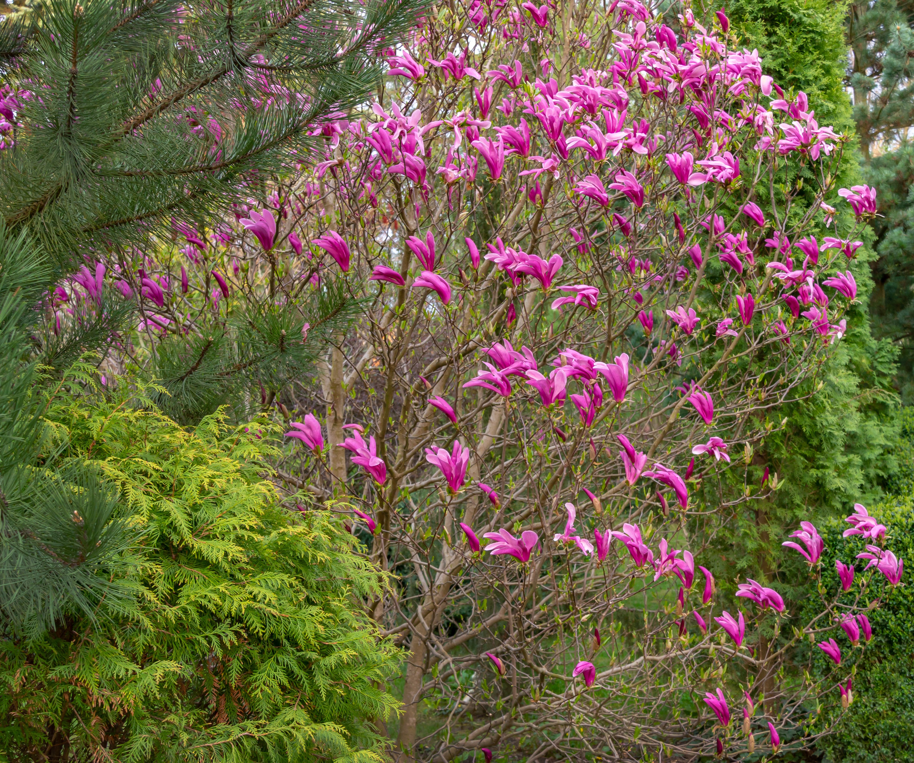 Magnolia Susan 100-125 cm