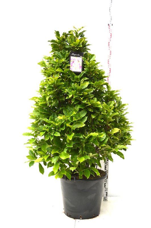 Magnolia Susan 100-125 cm - 3