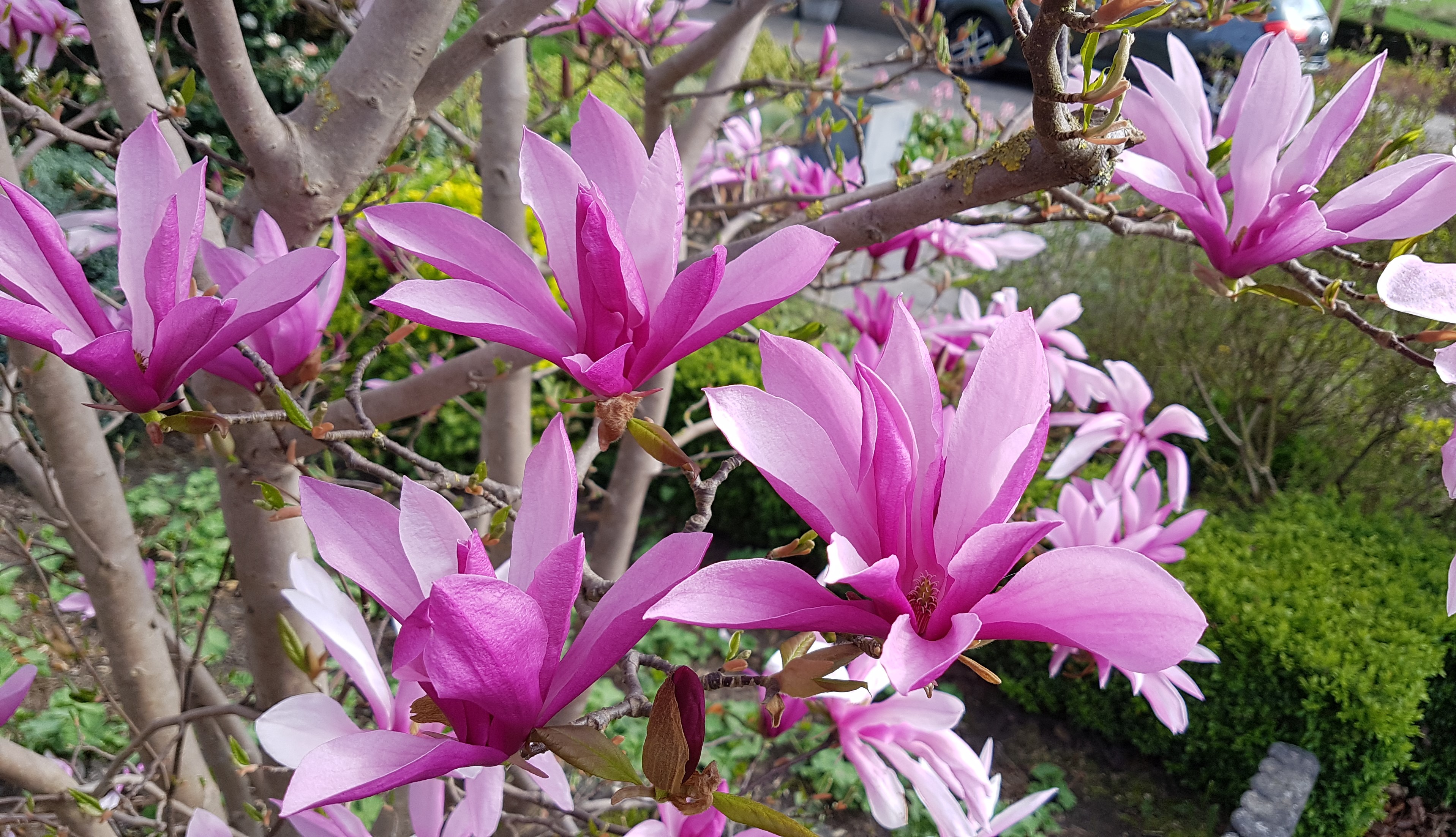 Magnolia Susan 100-125 cm