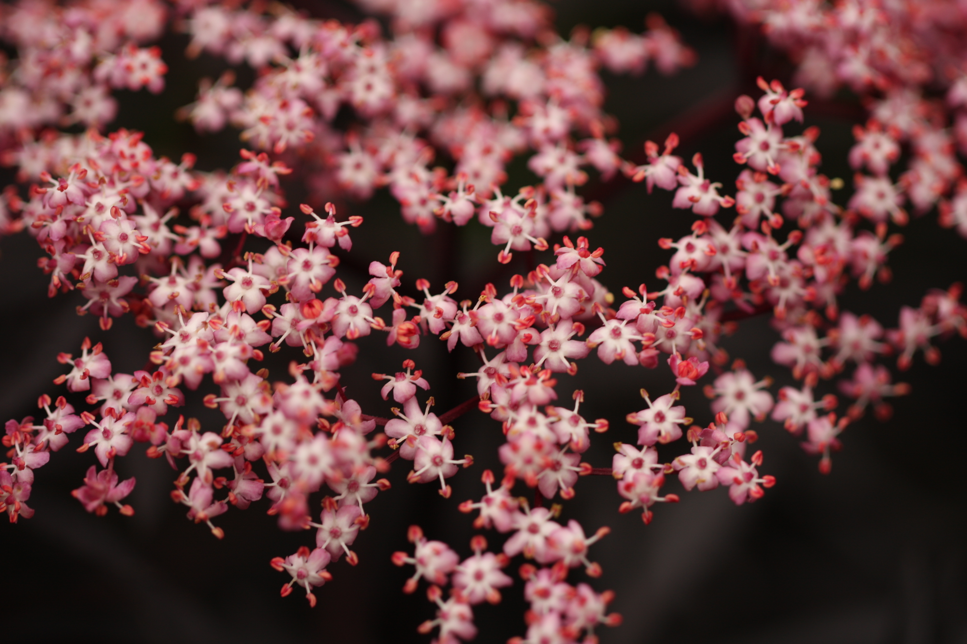 Blodfläder Sambucus nigra 'Black Lace' 30 -40 cm 