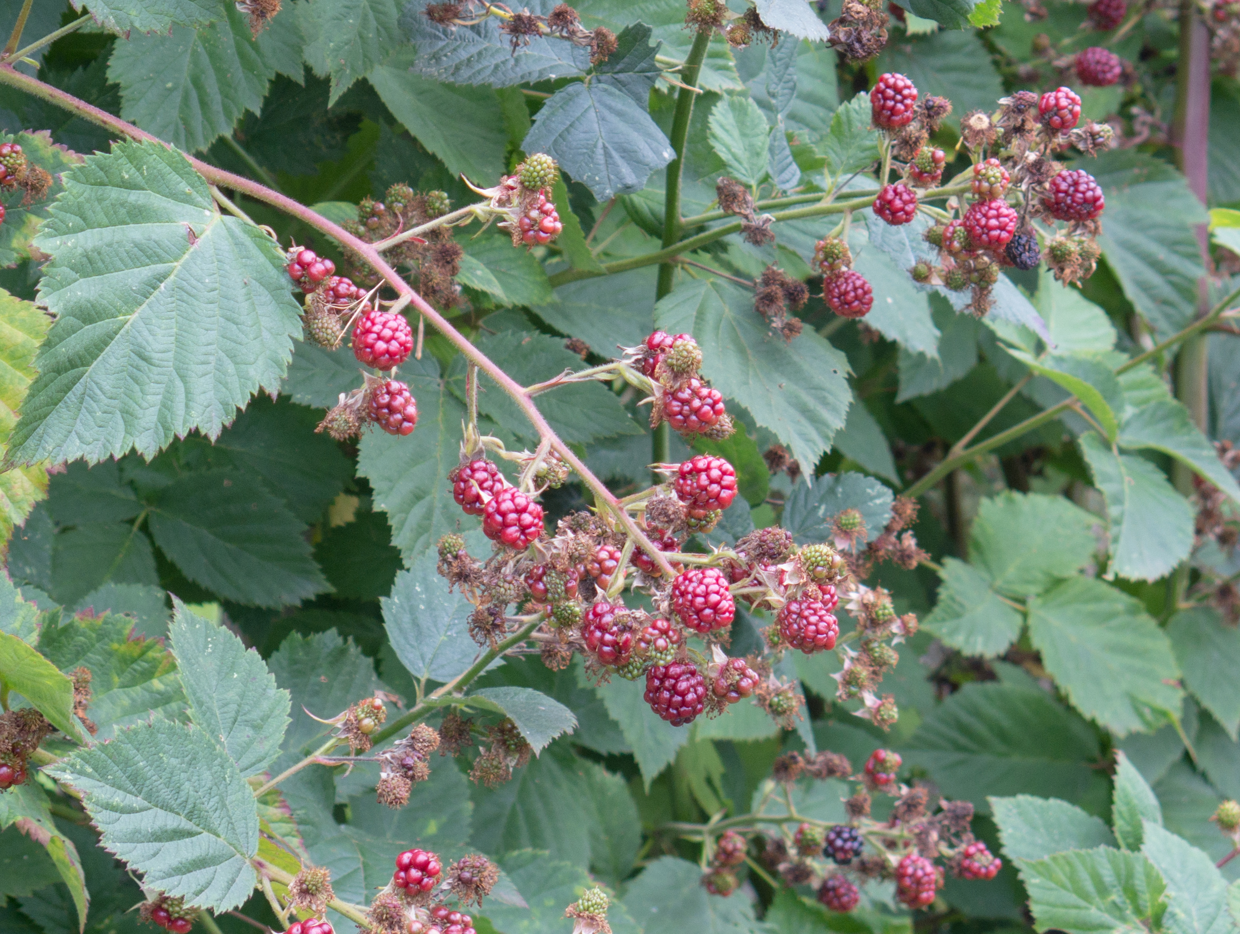 Björnbär Rubus frut. 'Black Satin'