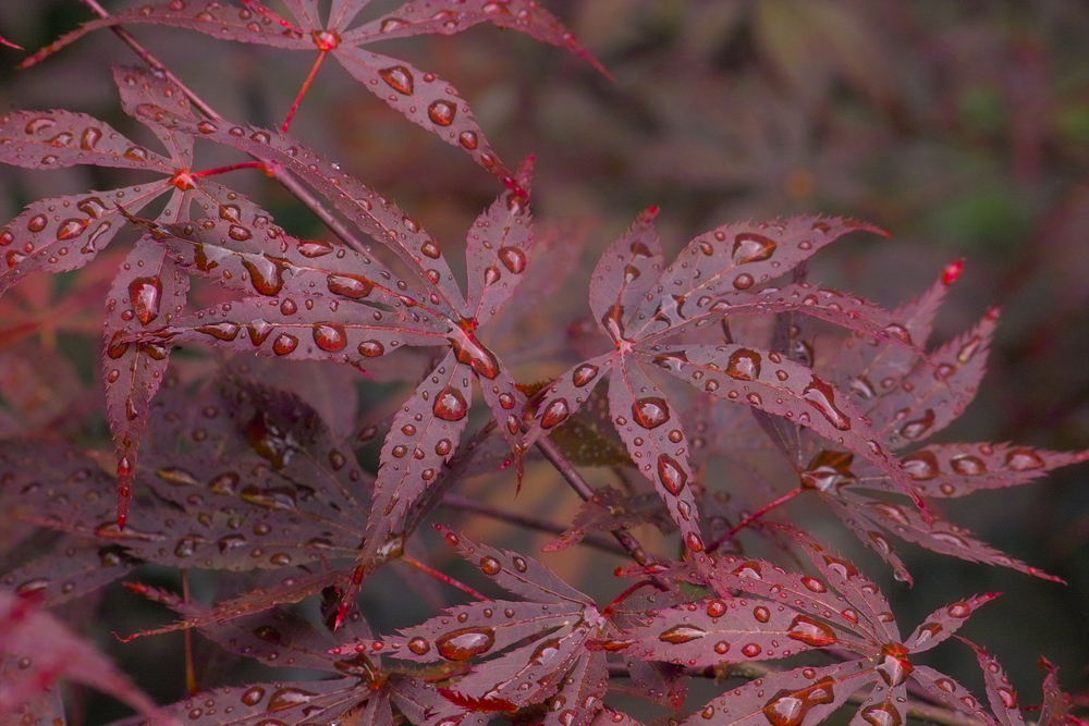 Blodlönn Atropurpureum 125-150
