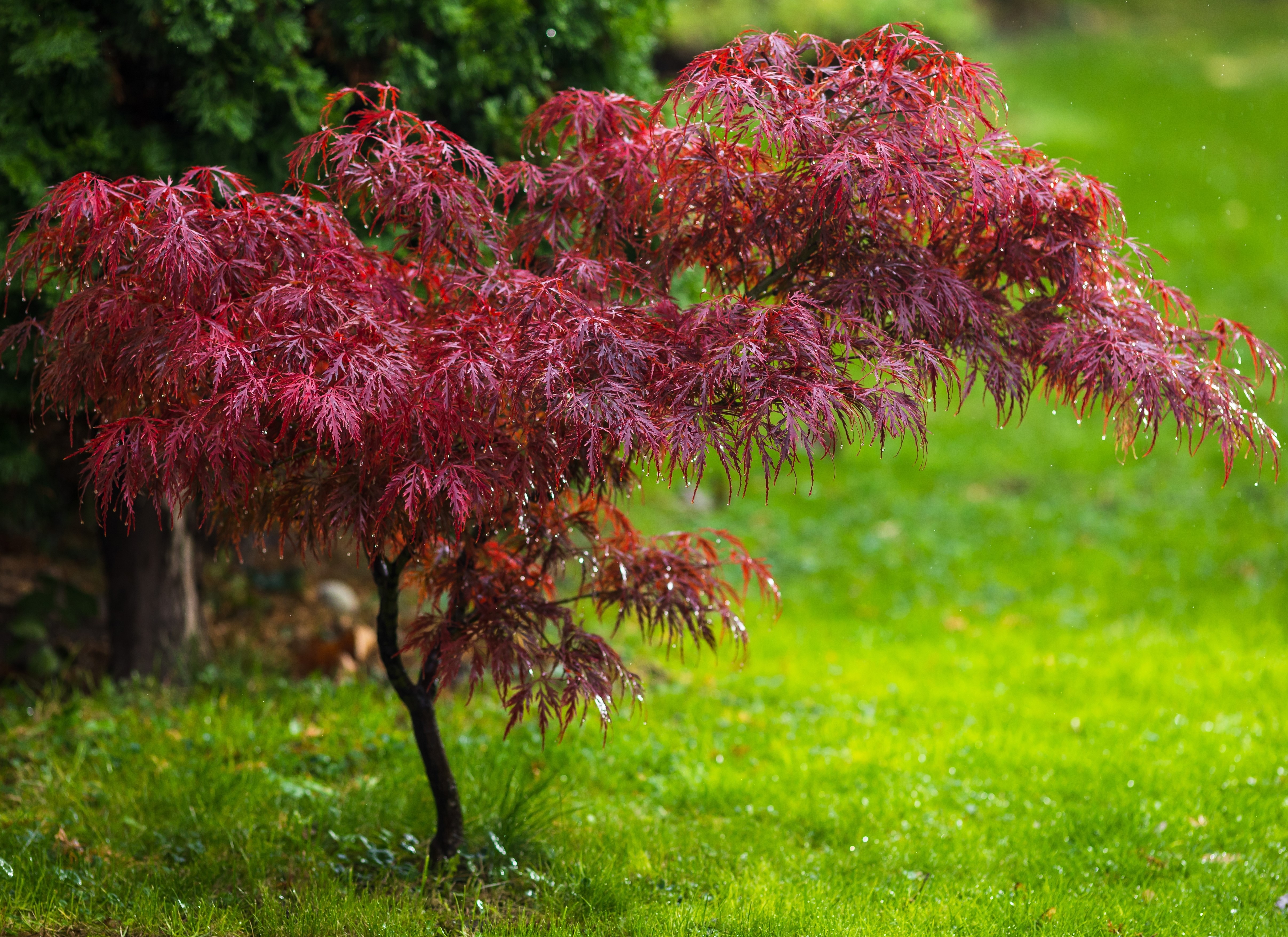 Blodlönn Atropurpureum 125-150