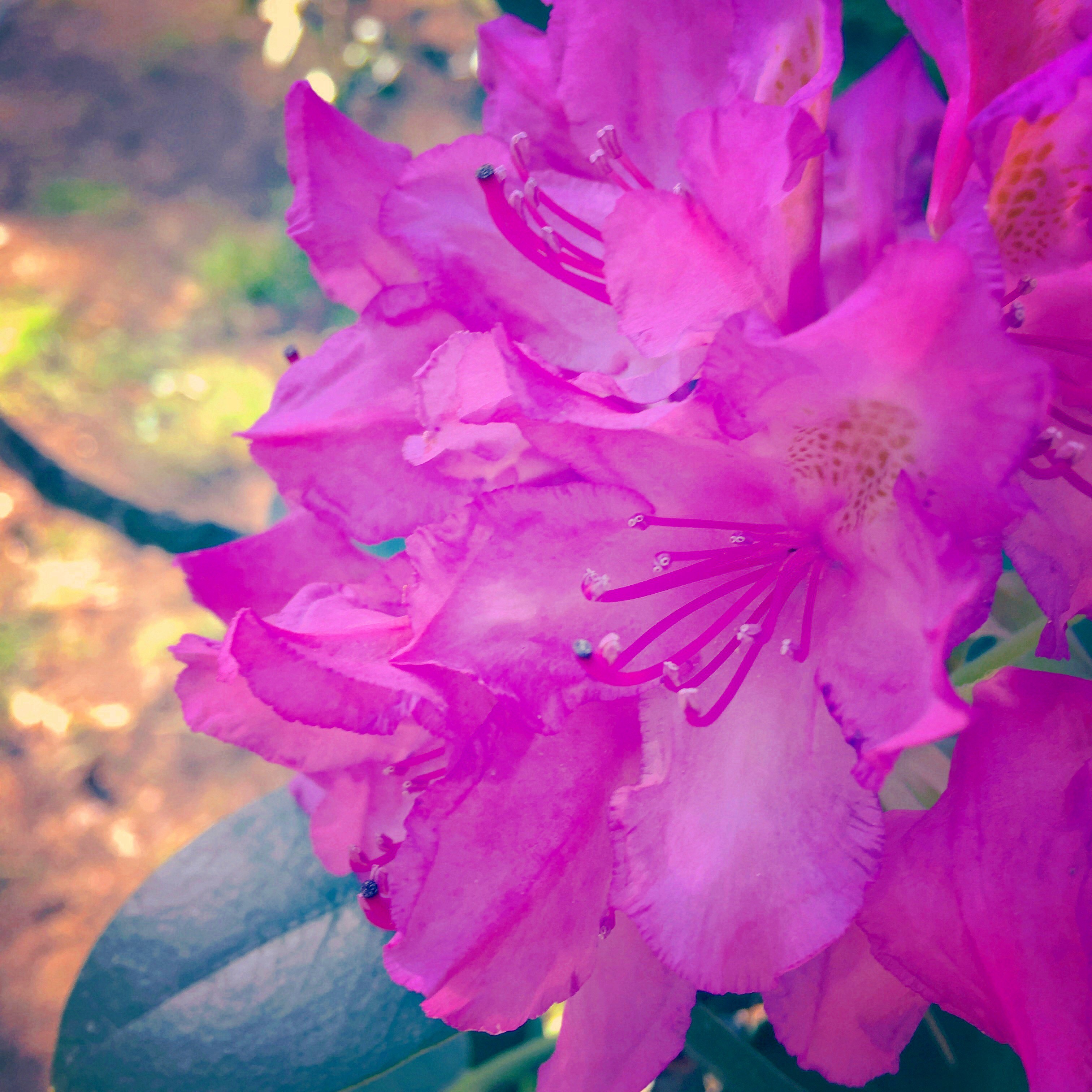 Rhododendron Roseum Elegans 30-40 cm