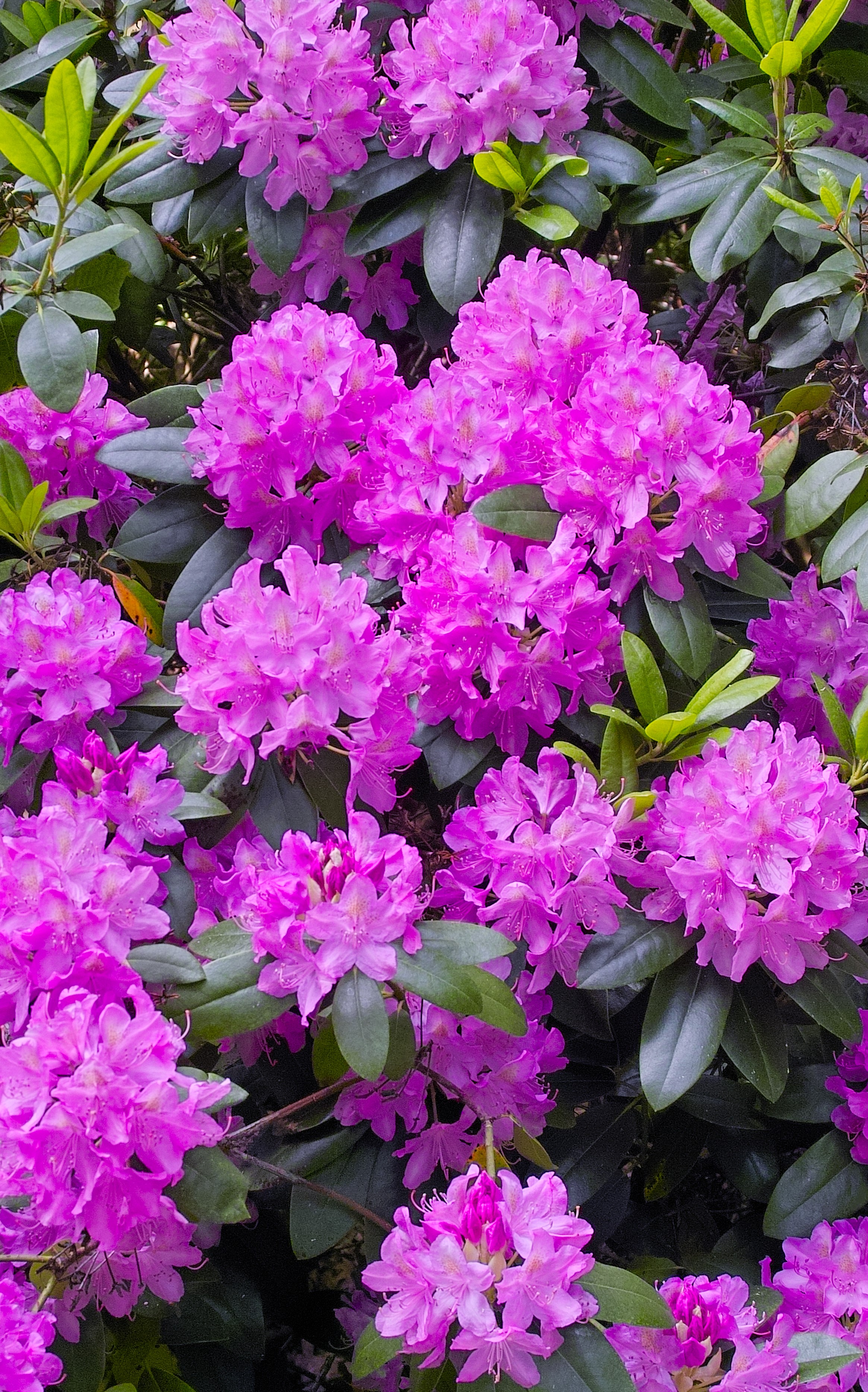 Rhododendron Roseum Elegans 30-40 cm