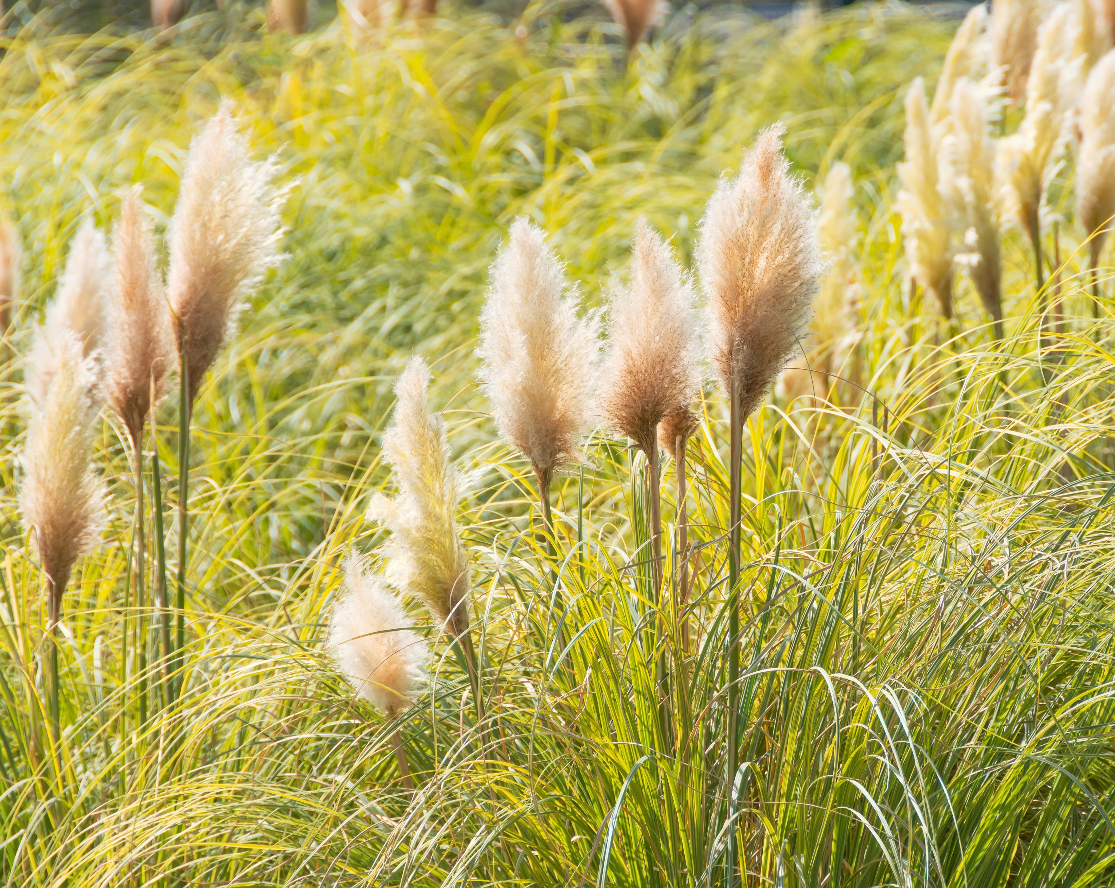 Pampasgräs Cortaderia "Pumila" - 2