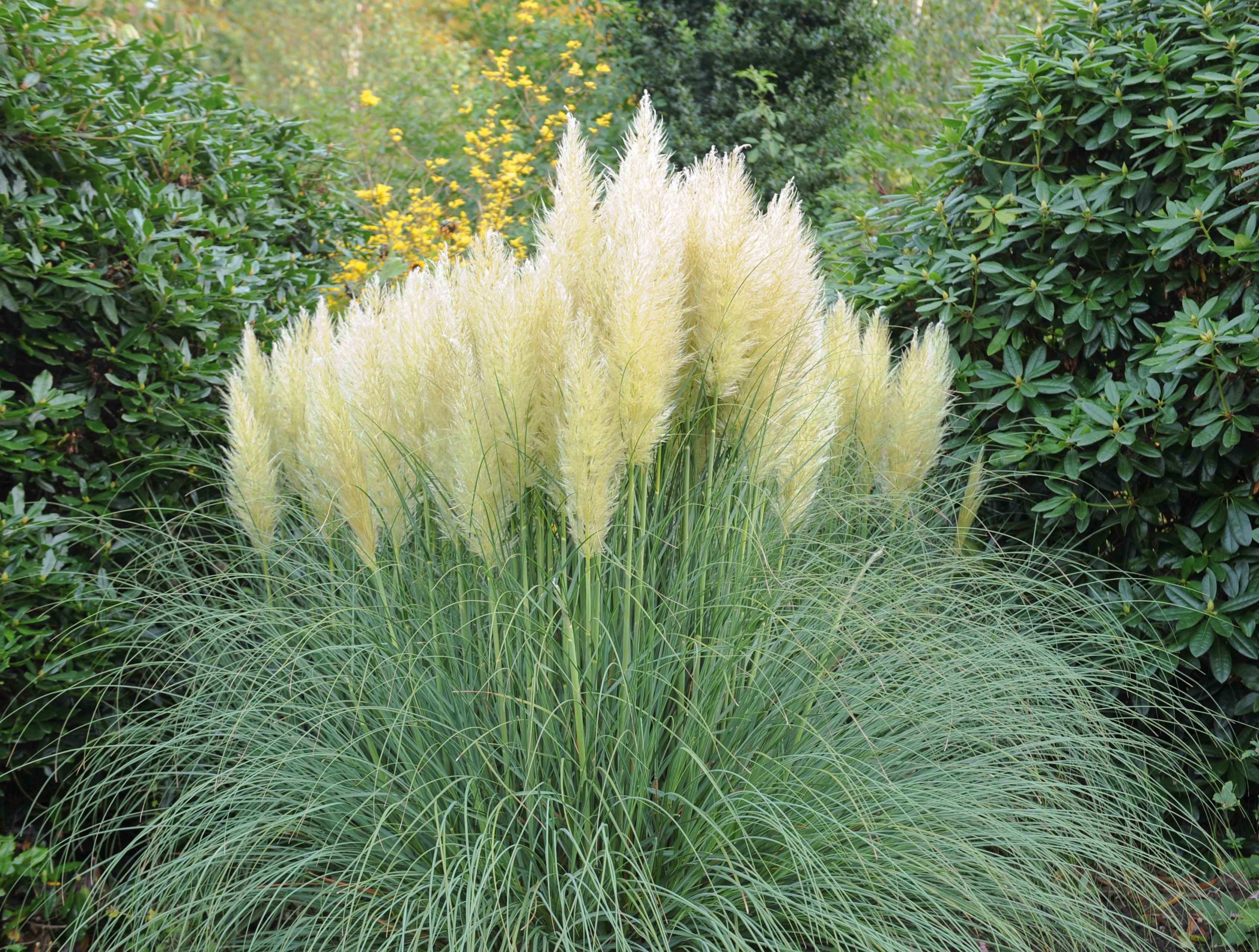 Pampasgräs Cortaderia "Pumila"