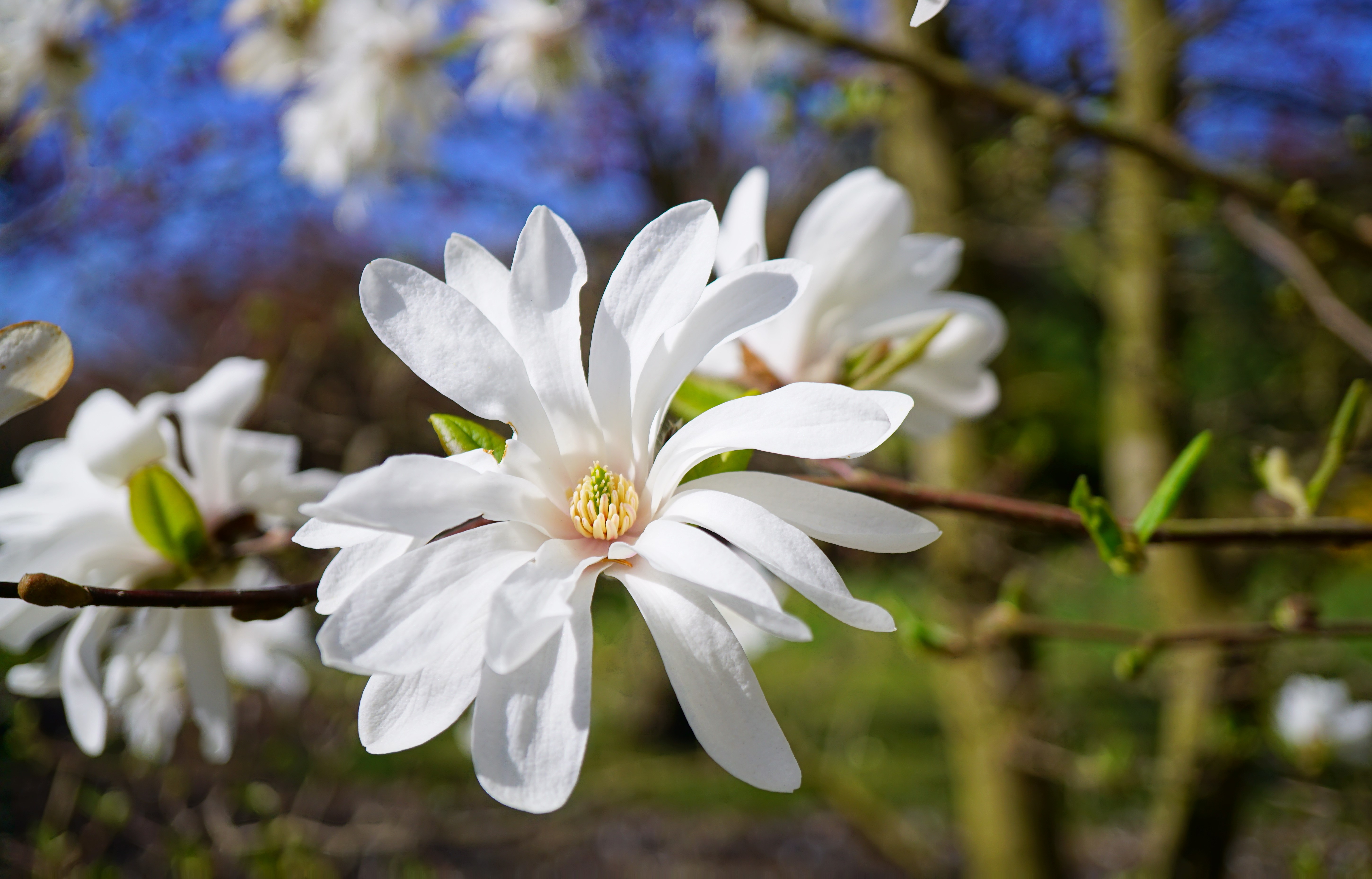 Stjärnmagnolia 80-100 cm 