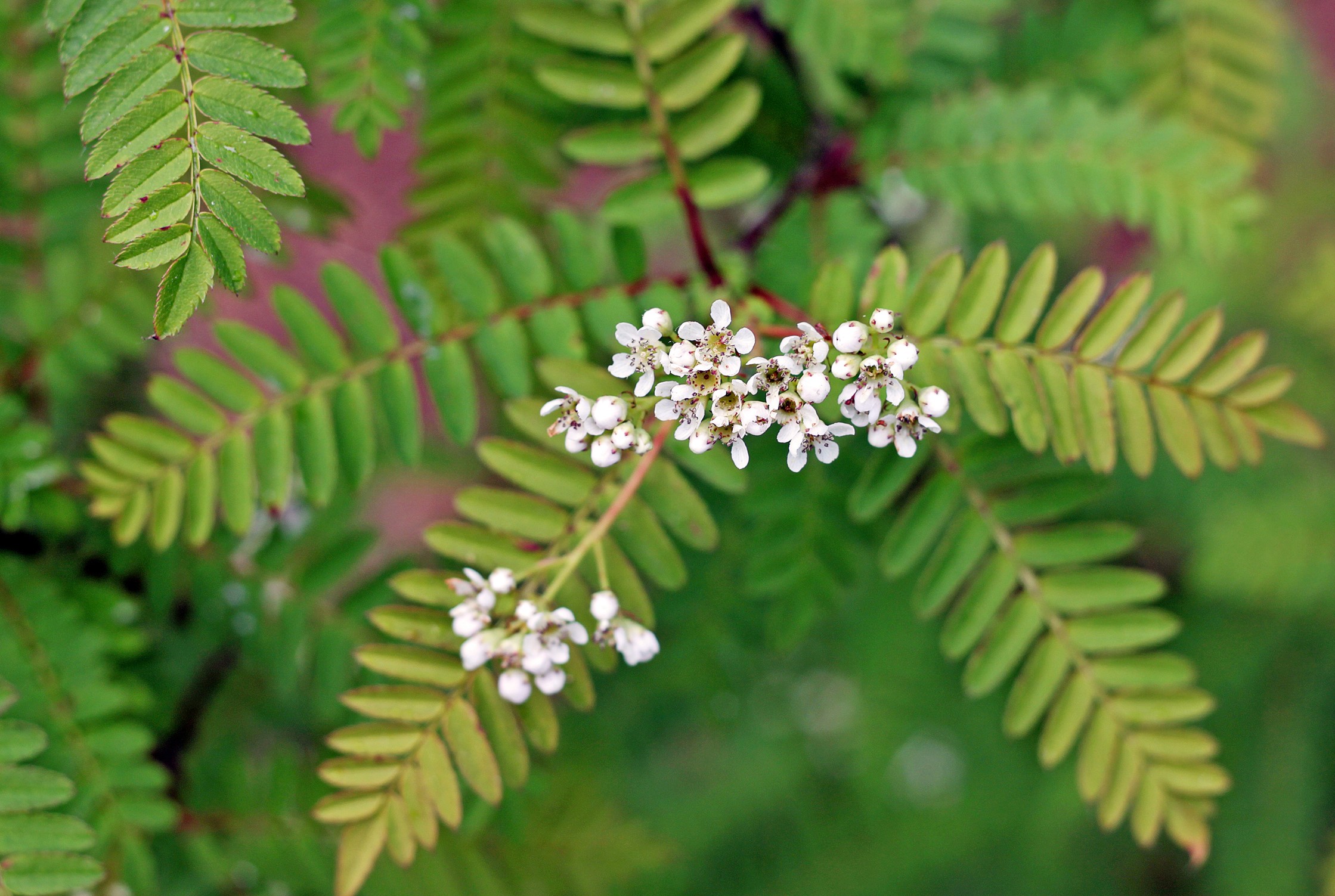 Liten pärlrönn "Sorbus frutenscens 50-60 cm. 5 L