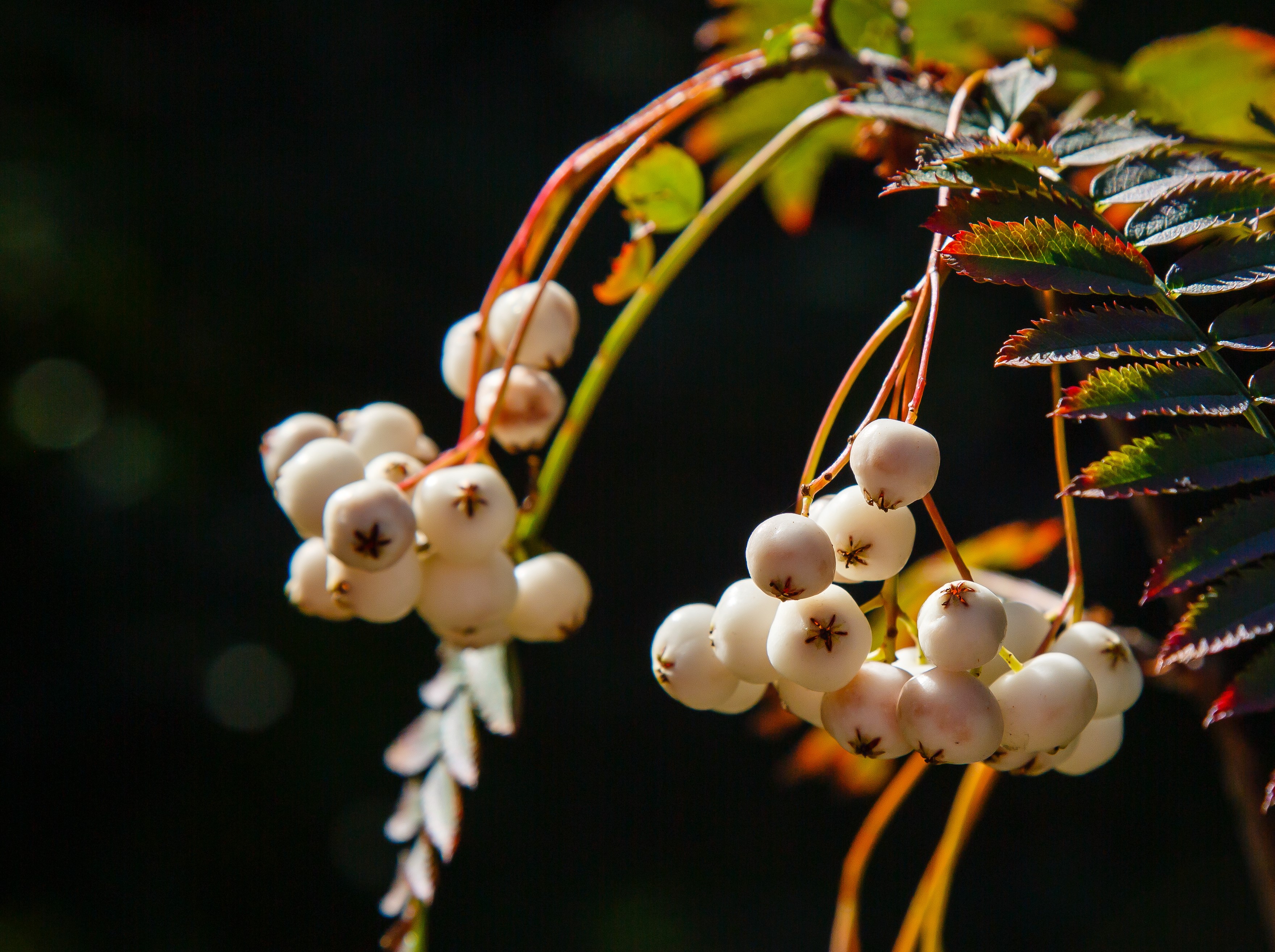 Liten pärlrönn "Sorbus frutenscens 50-60 cm. 5 L