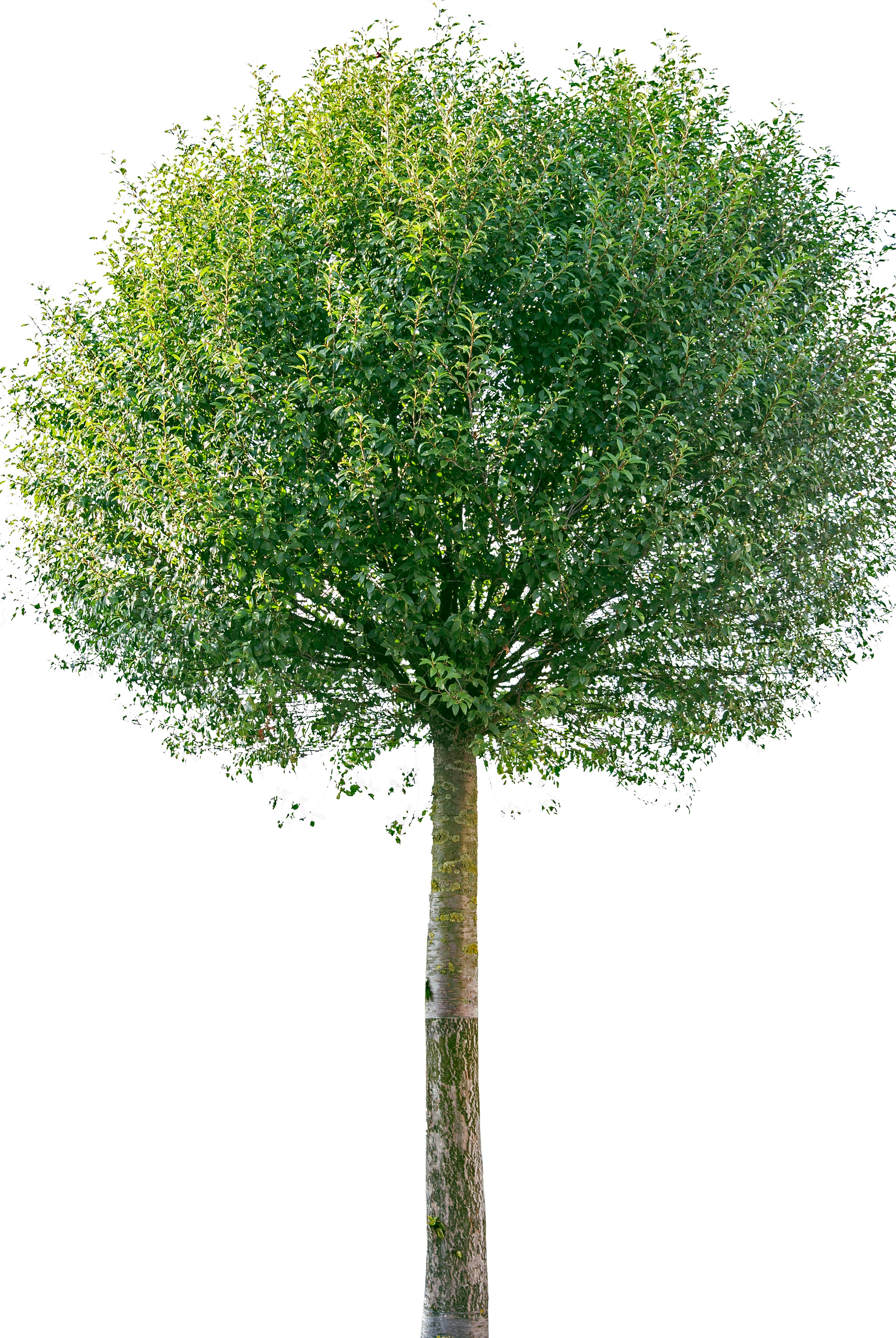 Klotkörsbärsträd  180 cm 