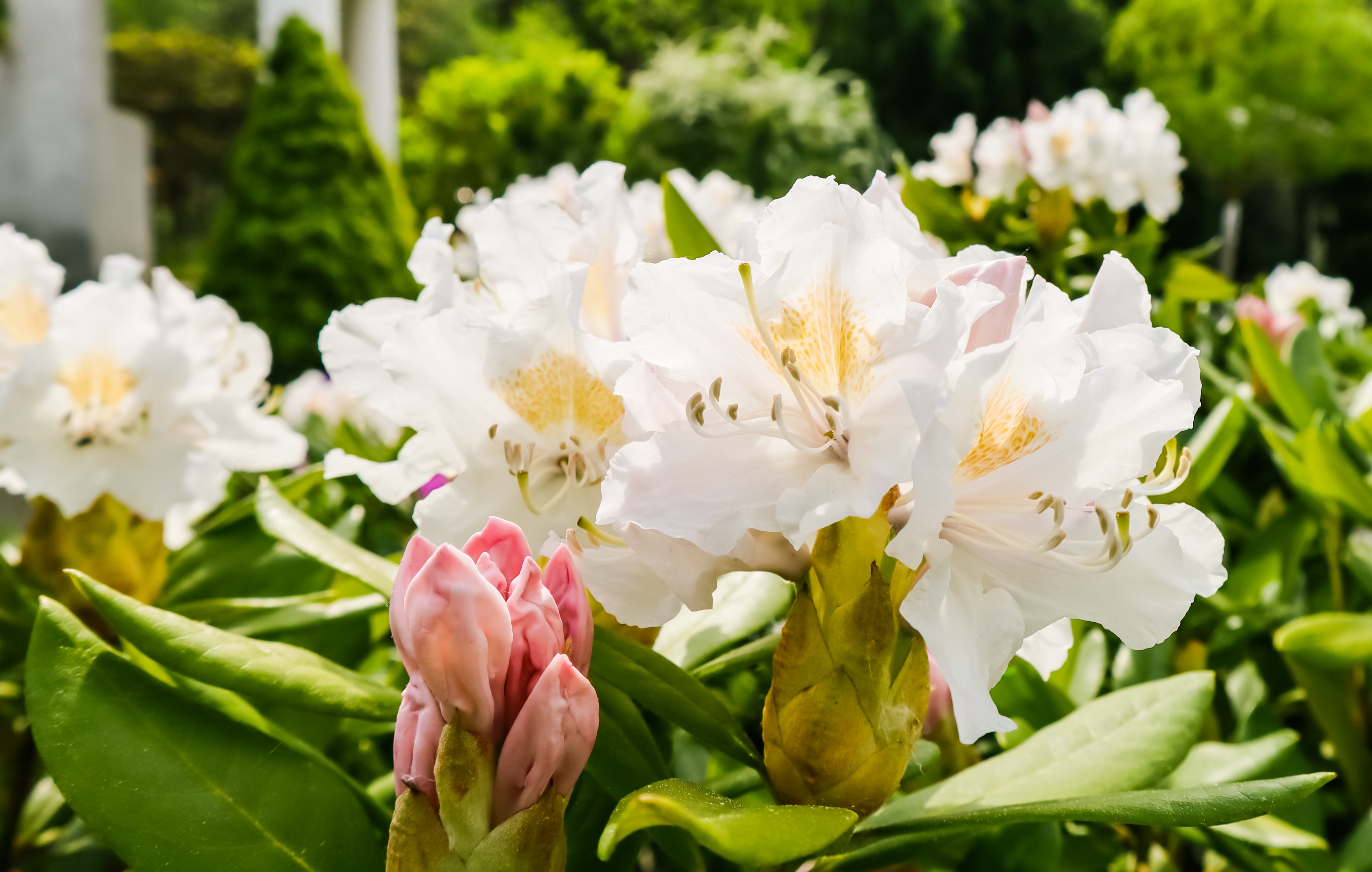 Rhododendron 'Cunningham's White' 30-40 cm 