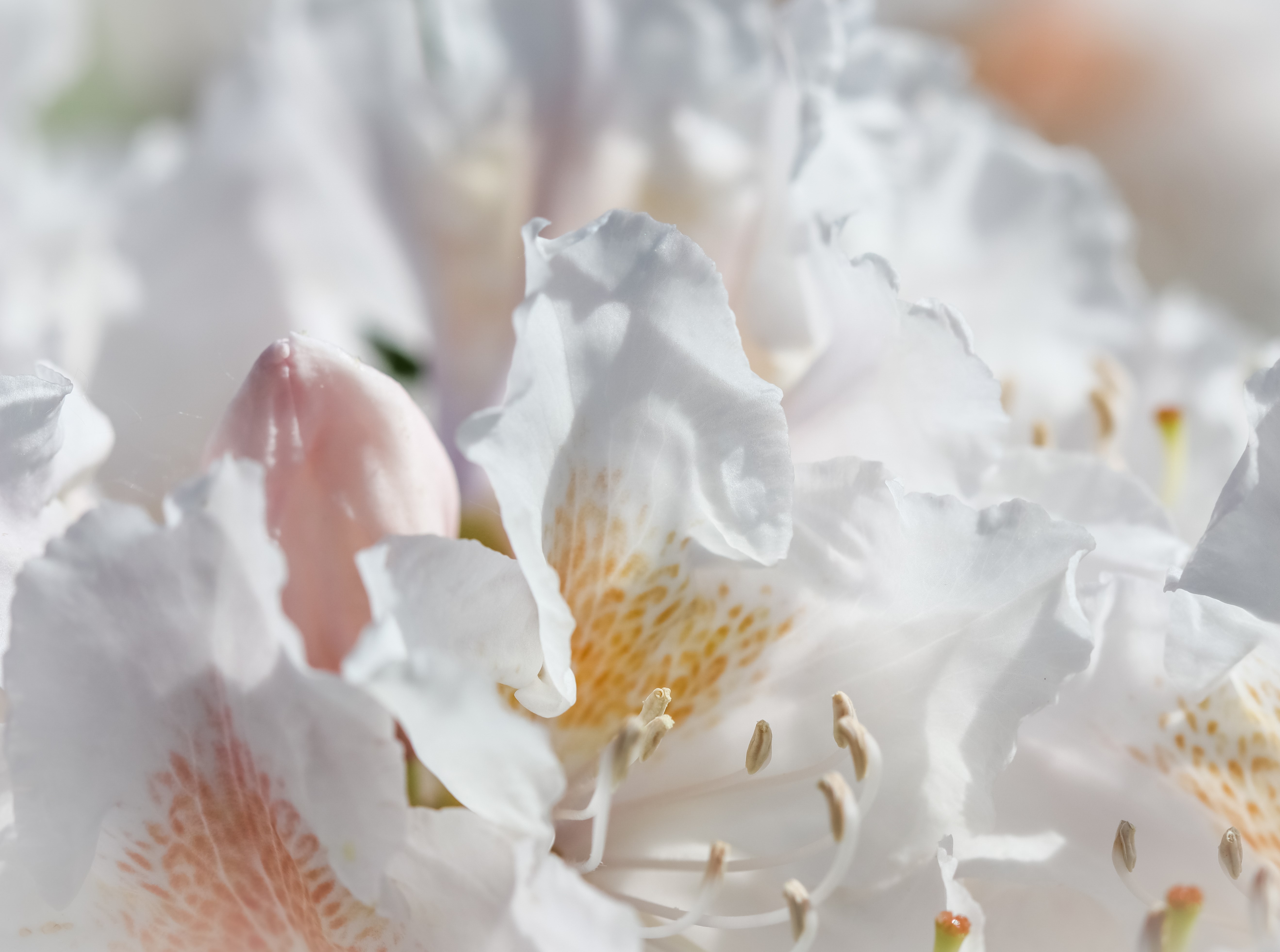 Rhododendron 'Cunningham's White' 30-40 cm 