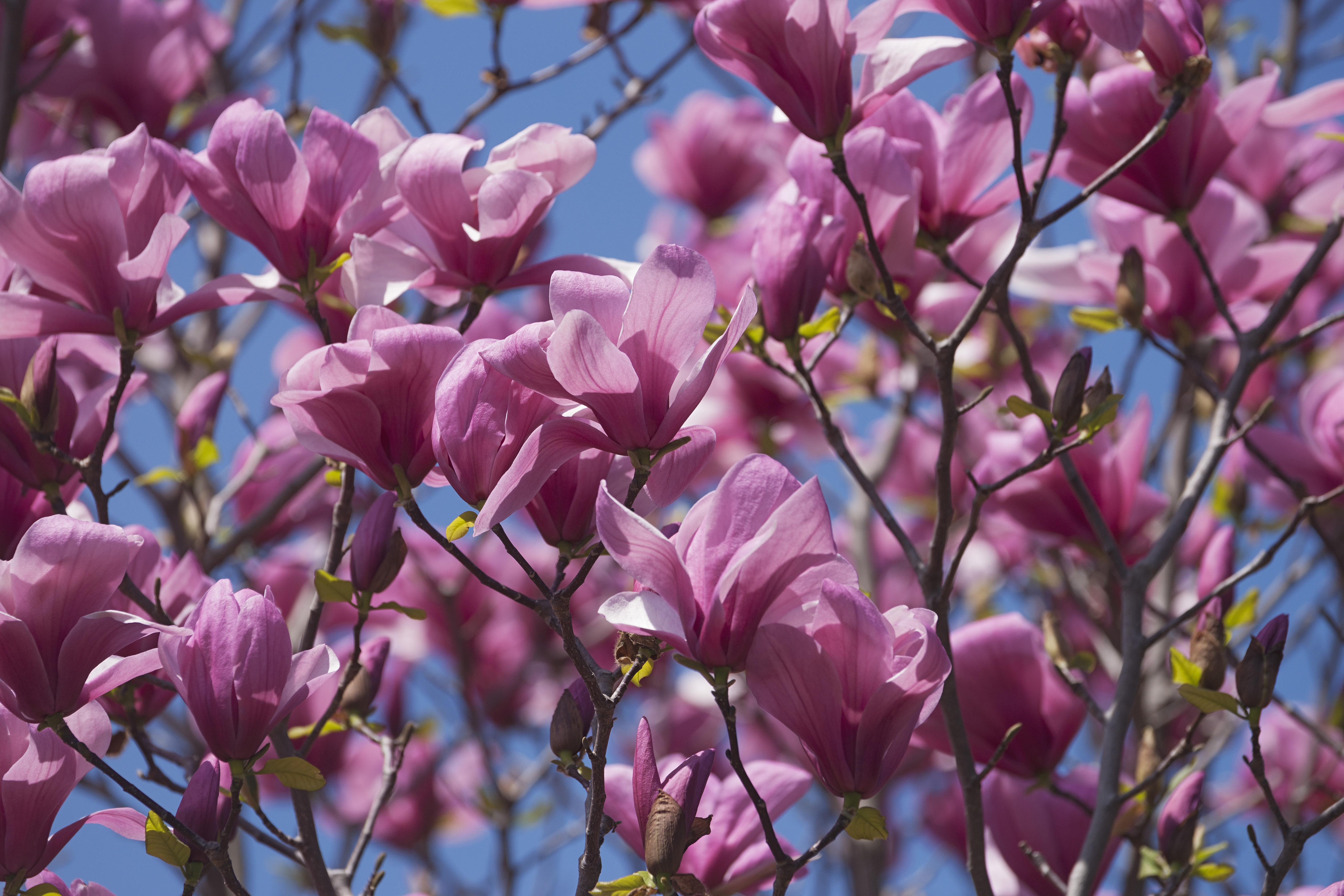 Magnolia Galaxy 80-100 cm. 