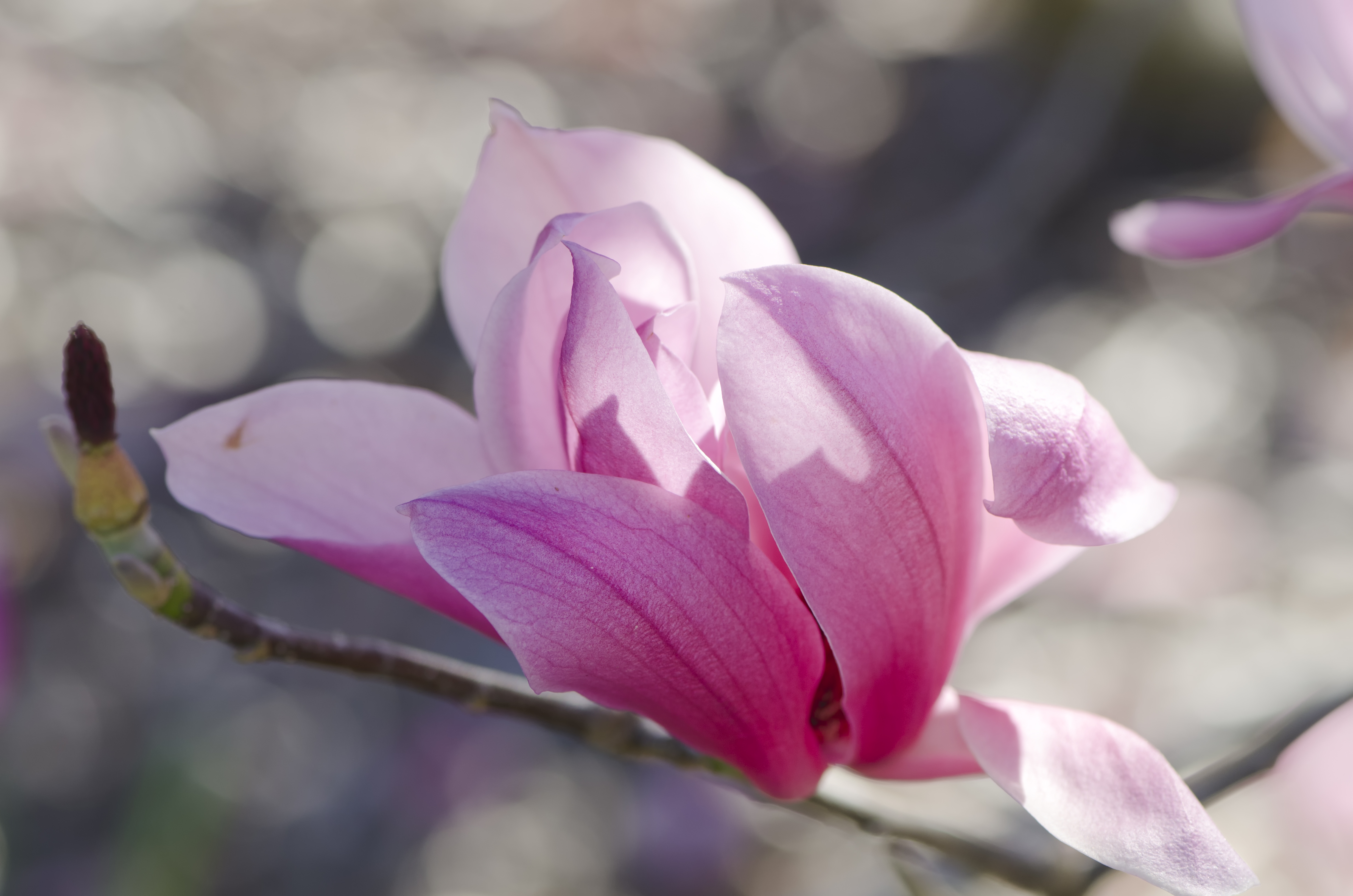 Magnolia Galaxy 80-100 cm. 