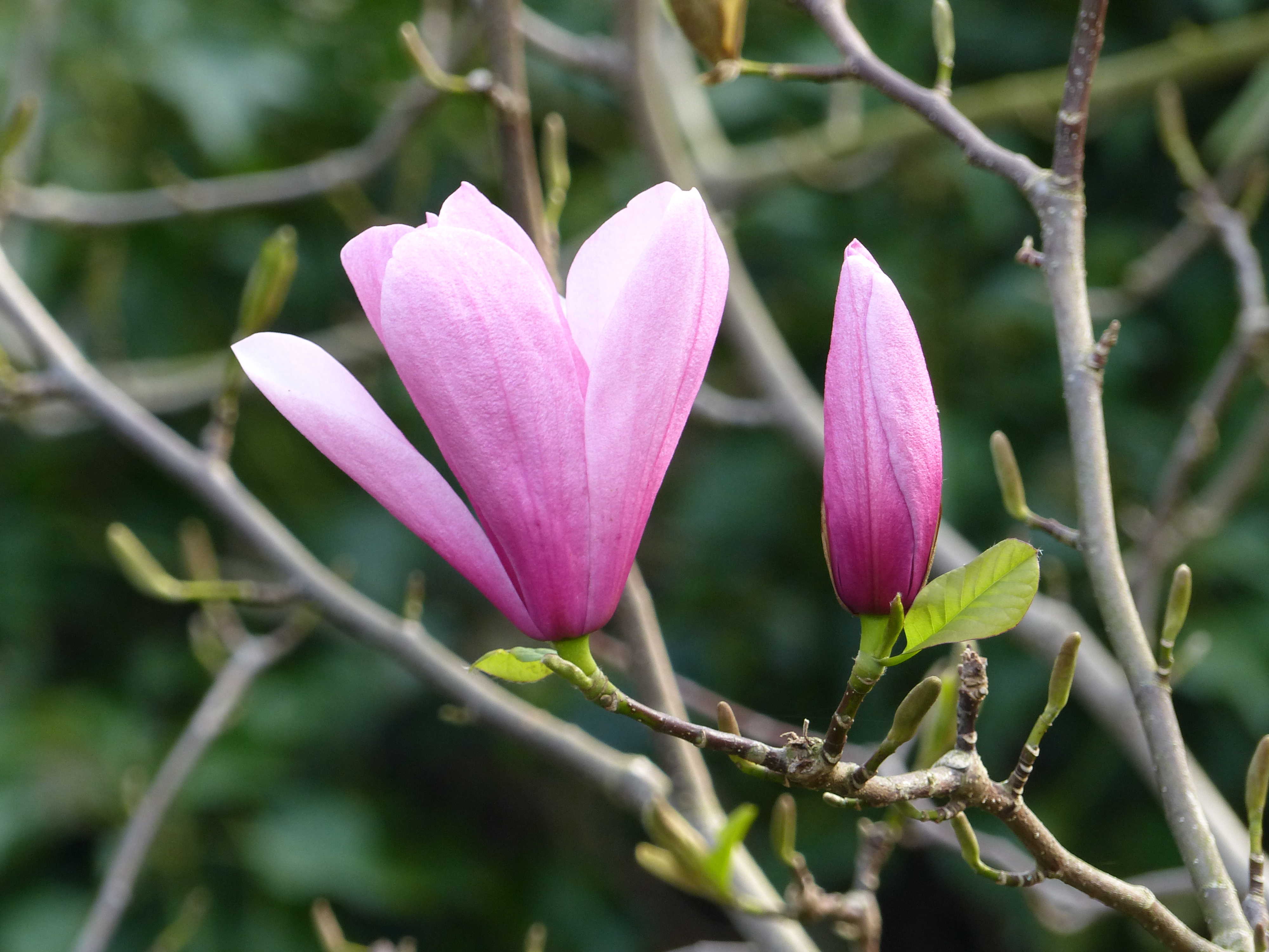 Magnolia Galaxy 80-100 cm.  - 3