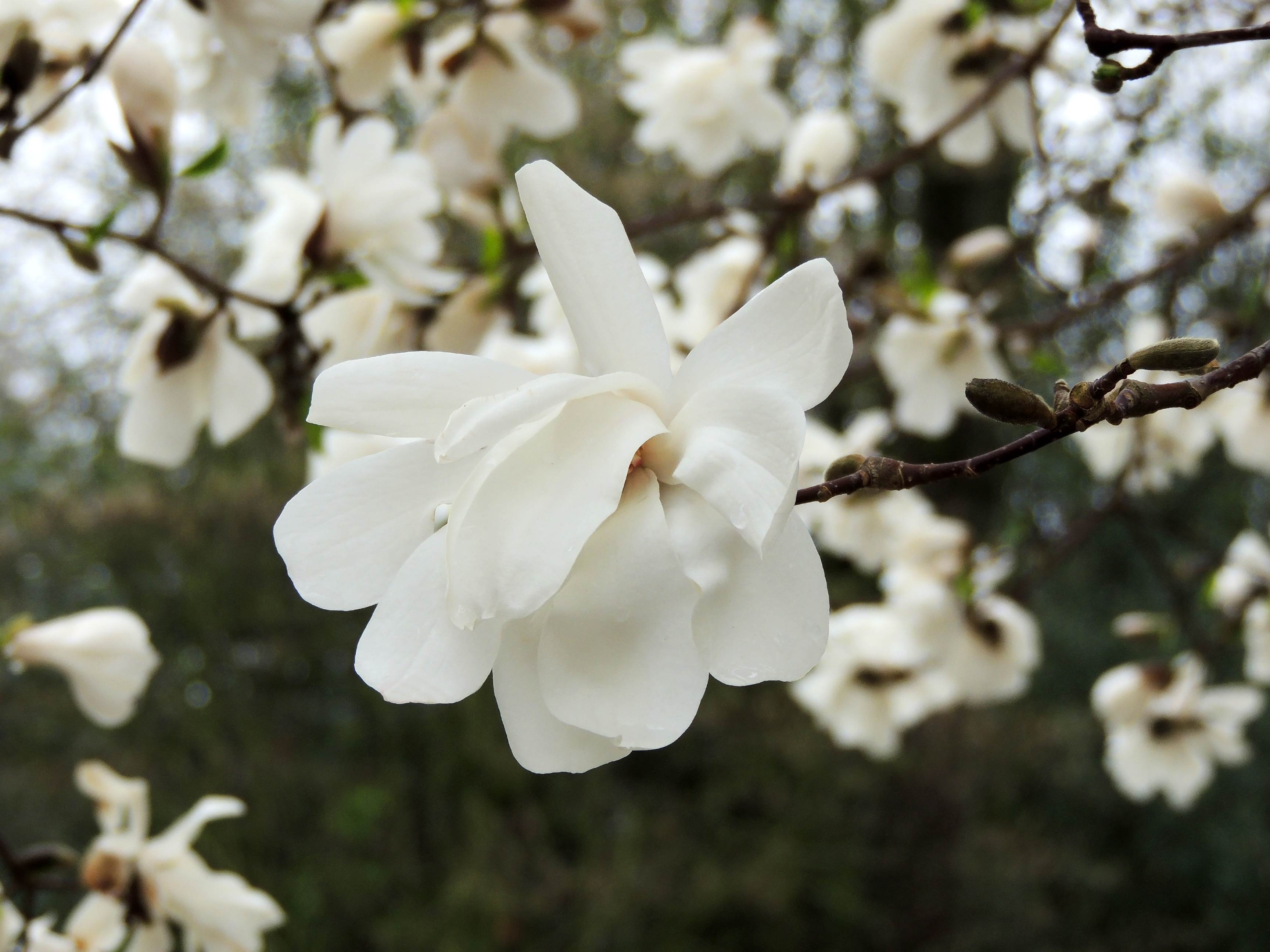 Magnolia Merrill 80-100 cm 