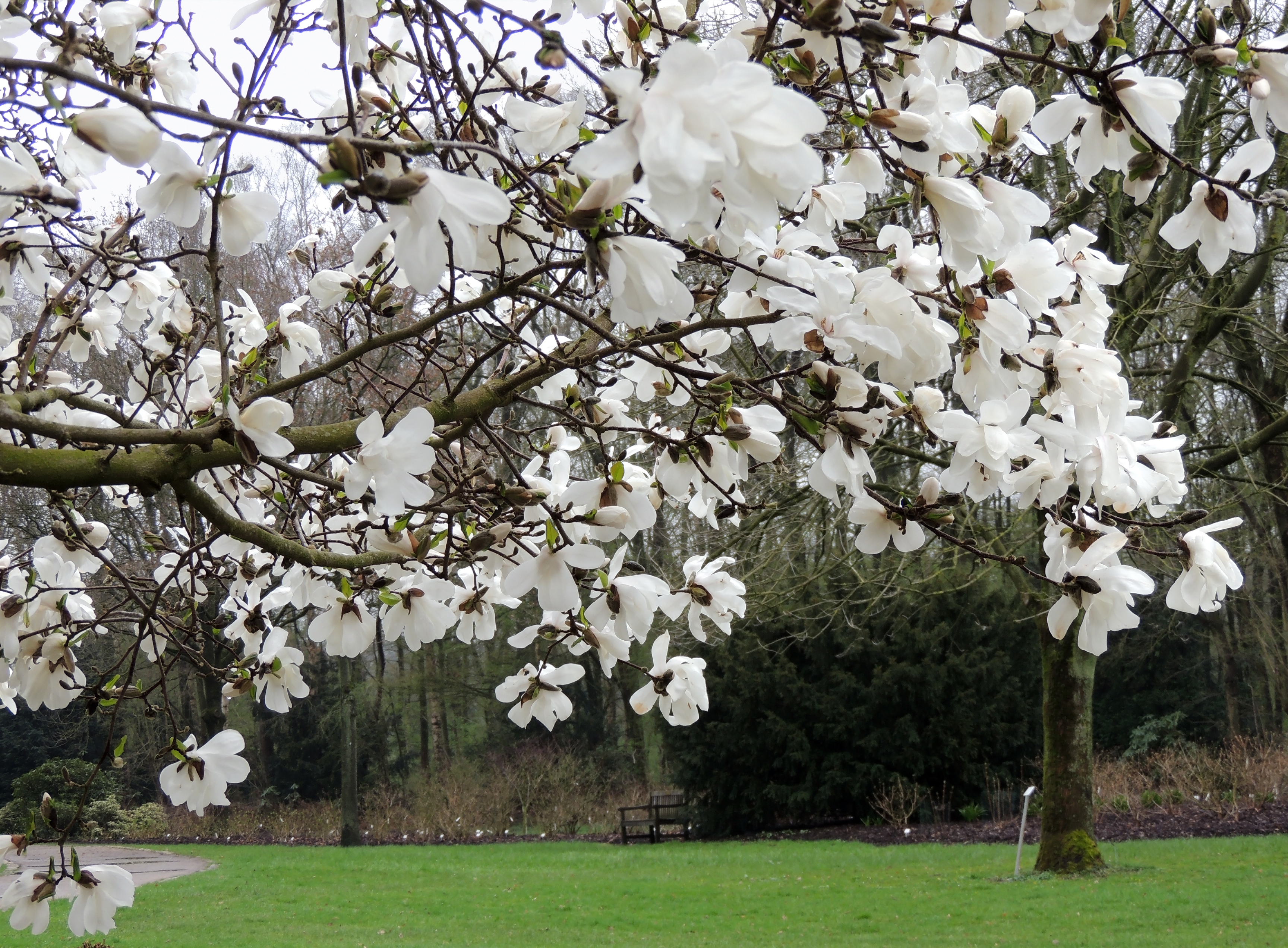 Magnolia Merrill 80-100 cm 