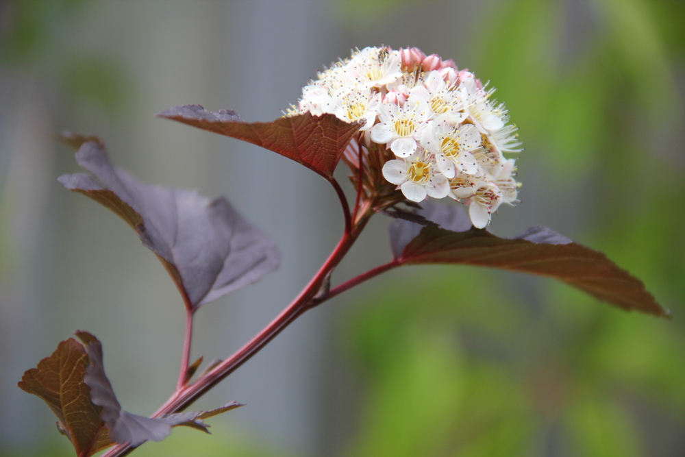 Smällspirea Diablo 30-40 cm 