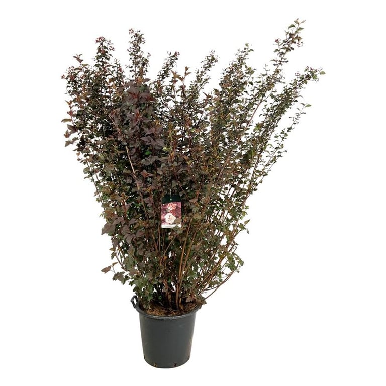 Smällspirea Diablo 30-40 cm 
